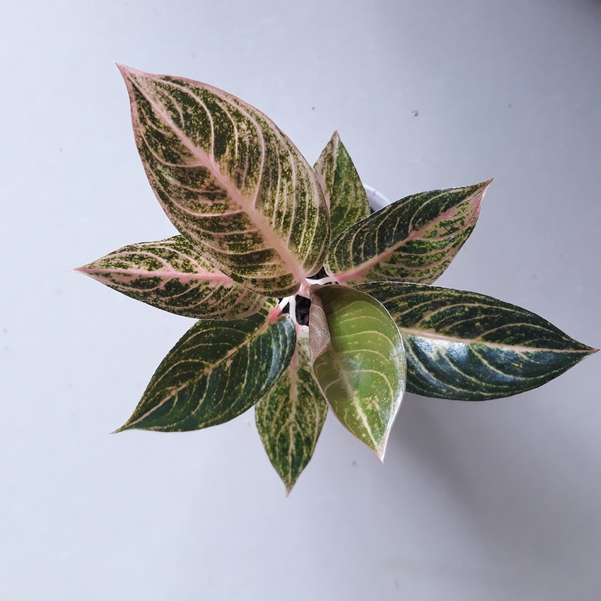 An overhead, eye-level shot focuses on a potted plant with lance-shaped leaves featuring a variegated pattern of green and pink. The leaves are arranged in a radial pattern around the central stem. The plant is situated on a plain, light-colored surface, likely a floor or tabletop, which occupies most of the frame. The background is a uniform, neutral tone, suggesting an indoor setting. No people are present in the image. The lighting is even, casting minimal shadows. The plant appears healthy and well-maintained. The image does not provide any information about its location in Potroyudan, Indonesia.