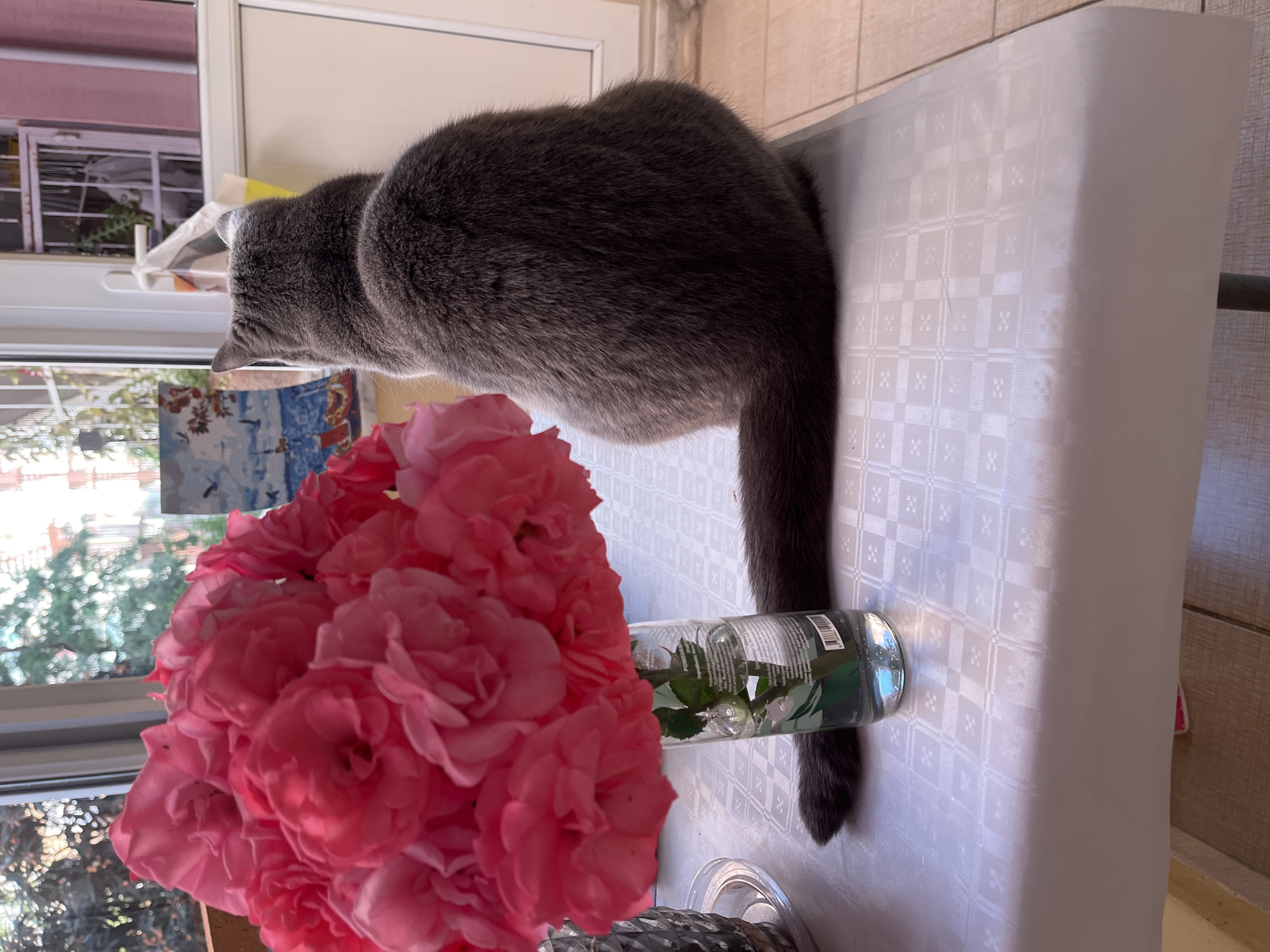 A gray cat sits on a white tablecloth-covered table next to a vase of pink roses. The photo was taken indoors, likely in a home. A window is visible in the background, revealing an exterior scene. The location is indicated to be Alanya, Turkey.