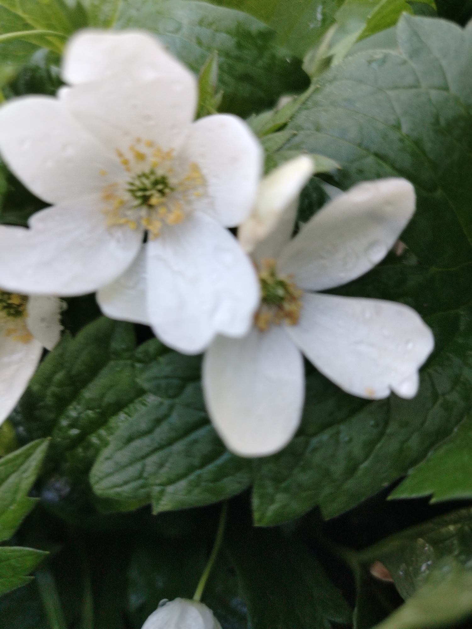 A close-up, blurry shot showcases several white flowers with yellow centers against a backdrop of dark green leaves. The flowers appear to be wet, with small water droplets visible on their petals. The lighting is dim, and the focus is soft, giving the image an impressionistic quality. The scene is likely outdoors, possibly in a garden or park, given the presence of flowers and foliage. There are no people or animals visible in the frame. The exact location is unknown.