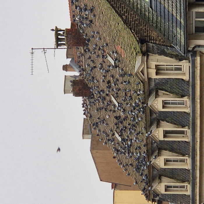 An urban scene depicts a building's roof densely populated with pigeons. The roof, varying in color from light brown to dark gray and green, has multiple chimney stacks. An antenna is present at the top left. To the right, the building's facade reveals rows of windows with dark, pointed roofs above them. The sky appears overcast.