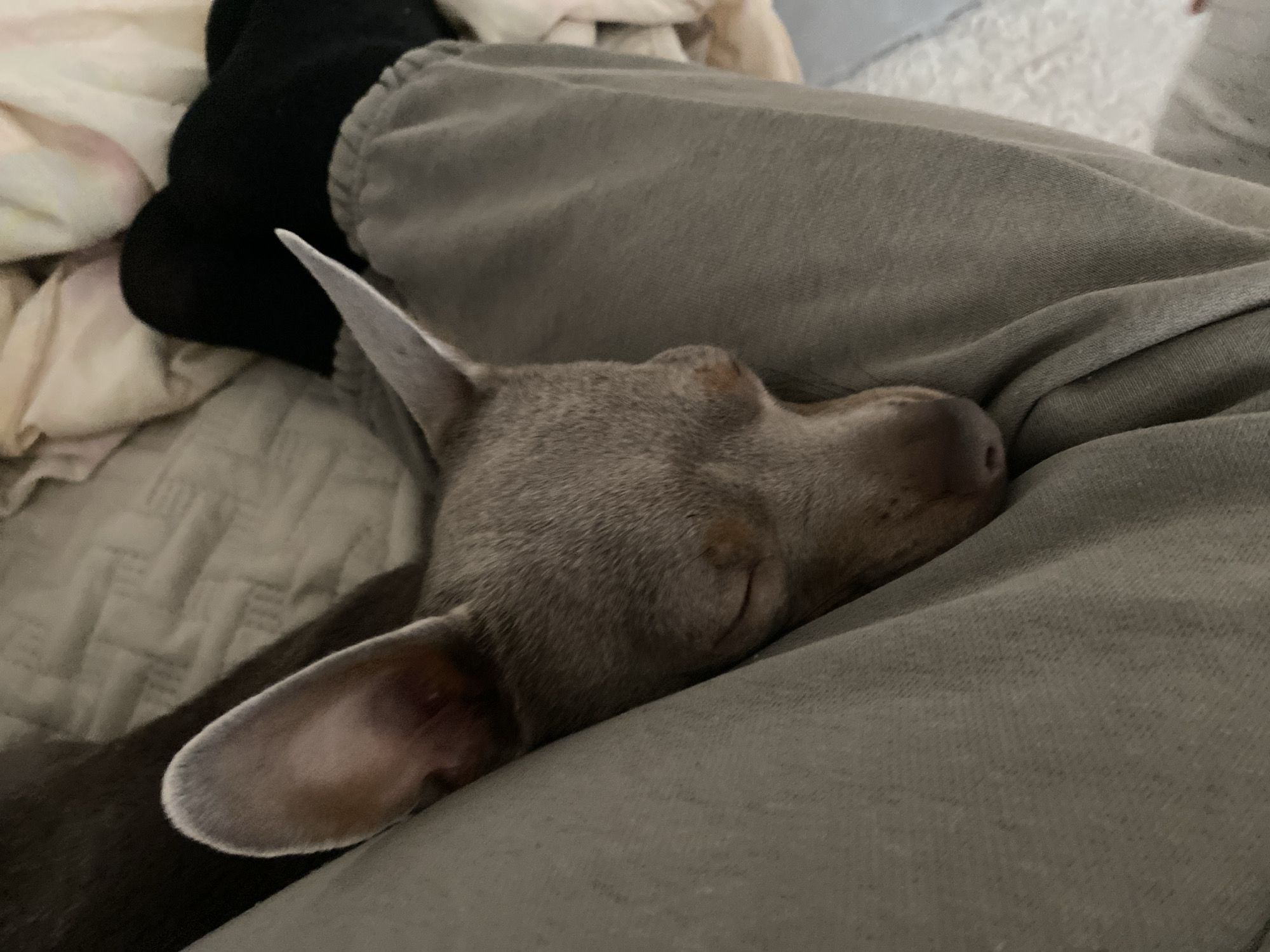 A small, light grayish-brown dog, with prominent pointed ears, is observed sleeping soundly, its eyes closed. The dog is nestled against a human leg, which is covered by light olive-grey sweatpants. A black sock is visible on the human's foot in the upper right. Rumpled, light-colored bedding, in shades of cream and pale pastels, occupies the upper right background, while a darker, textured fabric is partially visible in the upper left. The scene is indoors with subdued lighting. The location is specified as Chaikovsky, Russia.