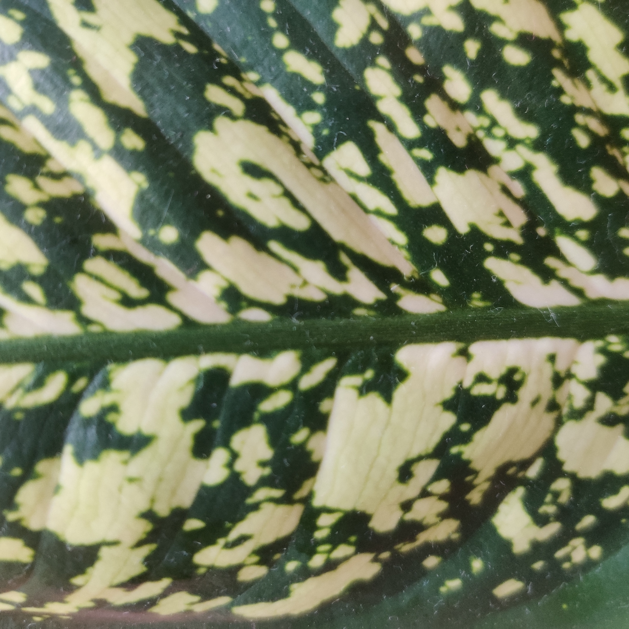 The image is a close-up, full-frame shot of a variegated leaf. The leaf is primarily dark green with irregular patches and speckles of light yellow. A prominent central vein runs vertically down the middle of the leaf, also dark green. The surface of the leaf appears slightly textured, and there are tiny water droplets or dust particles visible. The lighting is diffused, highlighting the pattern of the leaf. There are no people, actions, or environmental context beyond the leaf itself. The location is not discernible from the image.