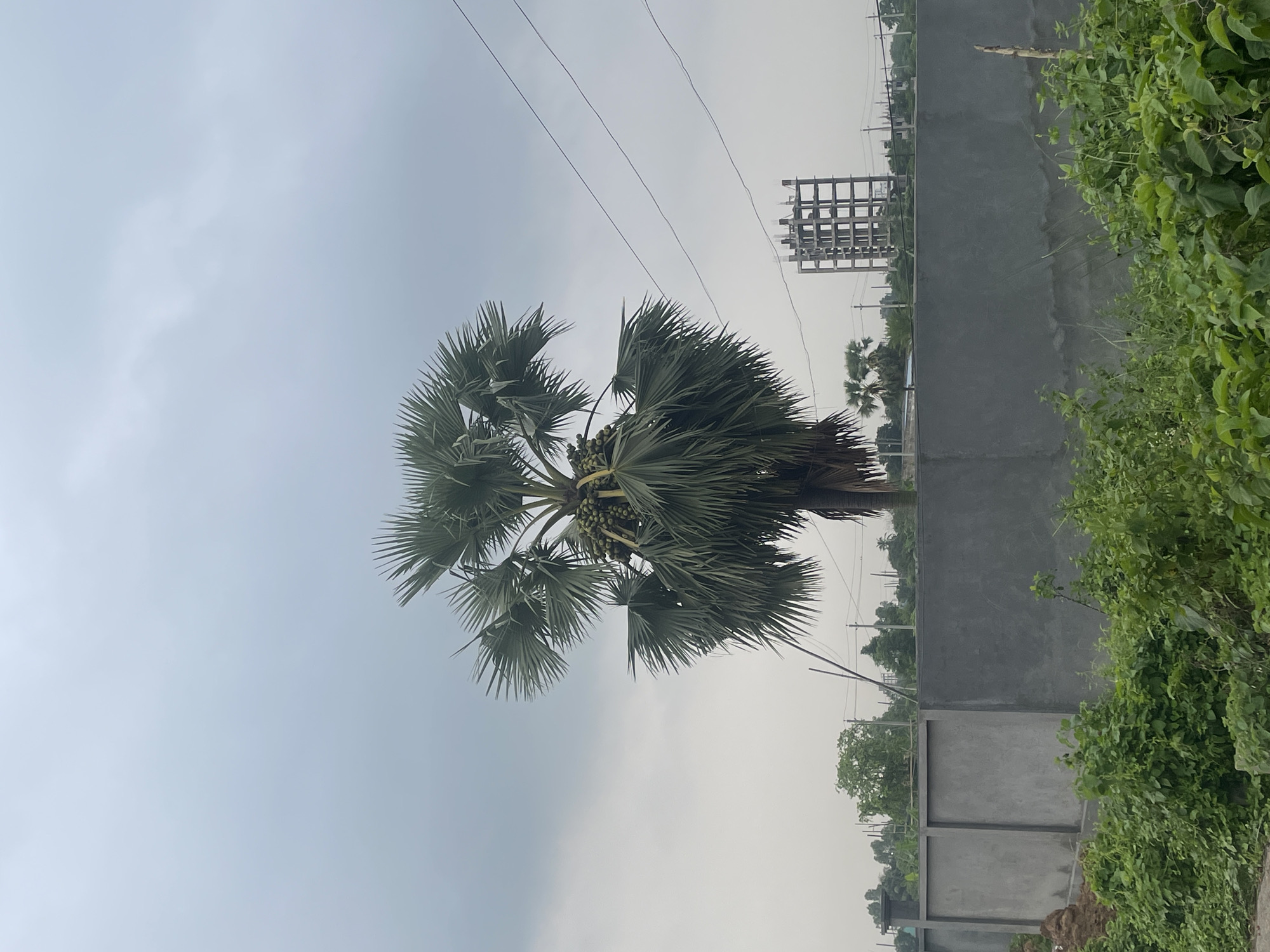 The image shows a toddy palm tree in Purbachal, Bangladesh. The tree, bearing fruit, stands near a concrete wall and overgrown vegetation. Overhead power lines are visible against a cloudy sky. A partially constructed metal structure rises in the background. The photograph is taken from a low angle, orienting the scene vertically.