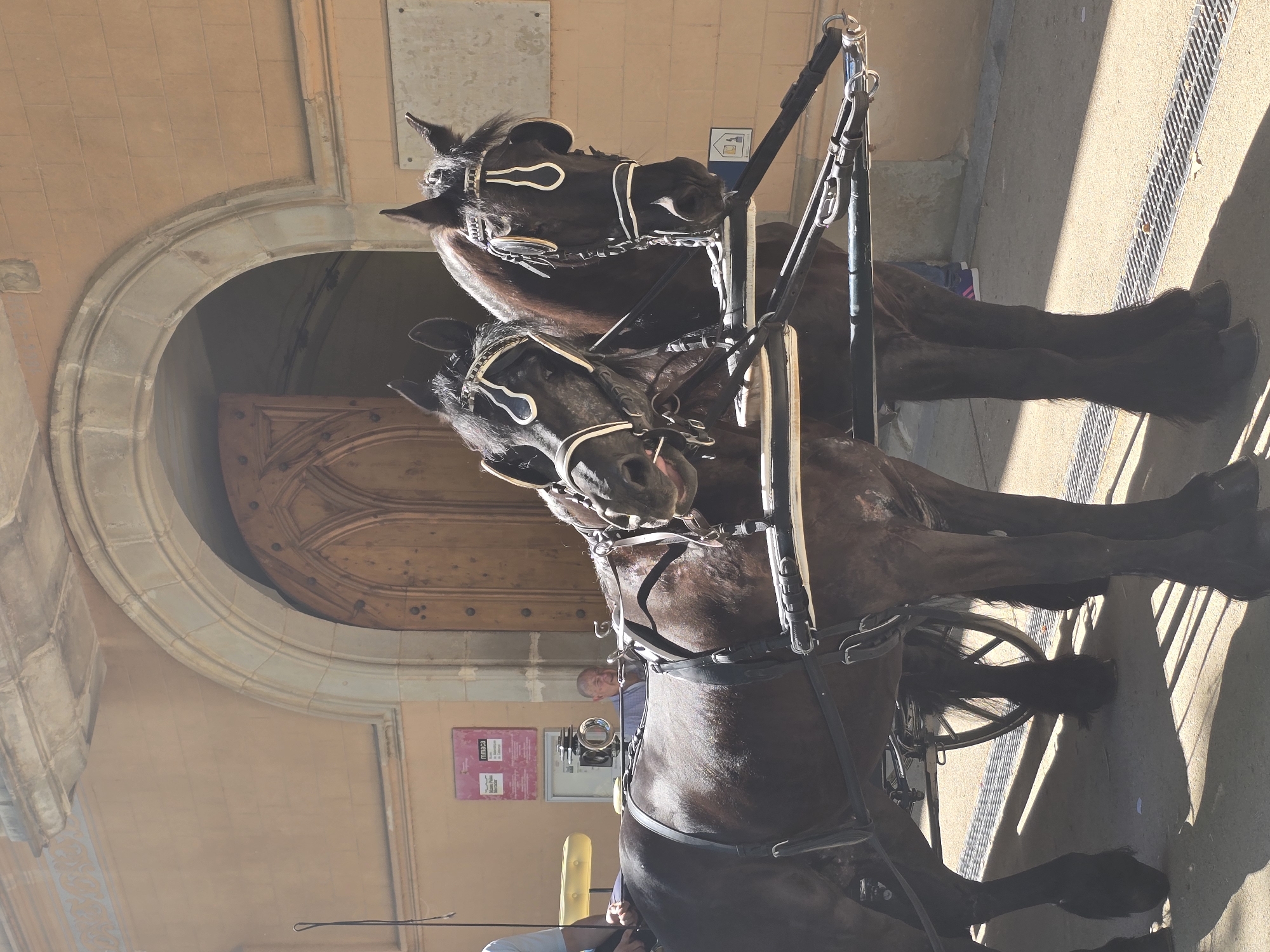 The image shows two horses harnessed to a carriage, standing in front of a large arched doorway. The horses are dark brown, with ornate harnesses and blinders. Their heads are held high, and they appear to be standing still. Behind them, a man can be seen sitting in the carriage, looking towards the viewer. The background consists of a stone building with an arched entrance. The scene is set outdoors on a sunny day, with shadows cast on the ground. A sign with text is visible on the wall to the left of the horses. The location is identified as Cornellà de Llobregat, Spain.