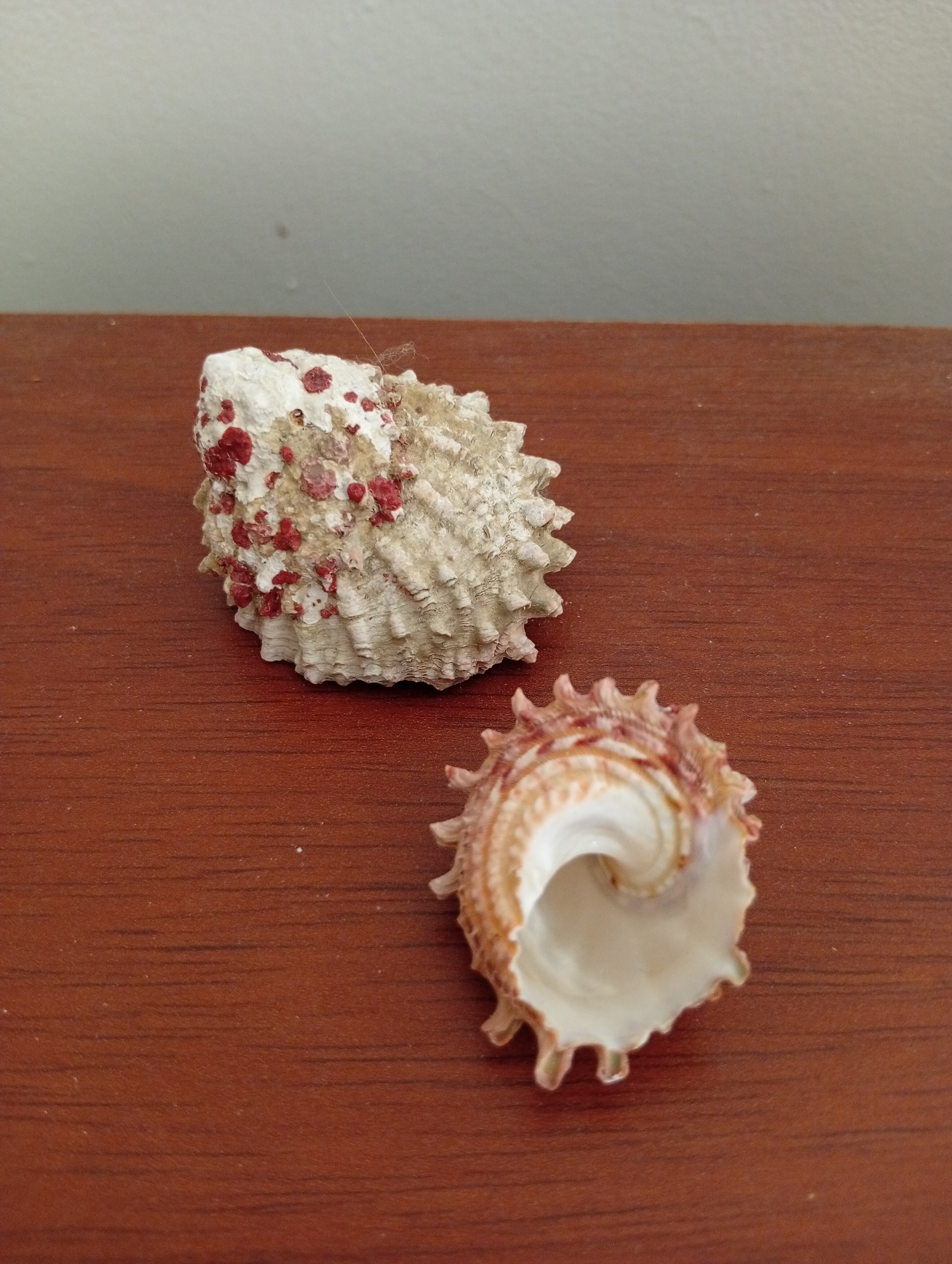 Two seashells are displayed on a wooden surface. The seashell on the left is rough and white with scattered red speckles. The seashell on the right is smaller, spiral-shaped, and has brown and white coloring. The background is a plain, light-colored wall. The scene is indoors, likely a home environment in San Antonio de Los Altos, Venezuela. There are no people or animals present.