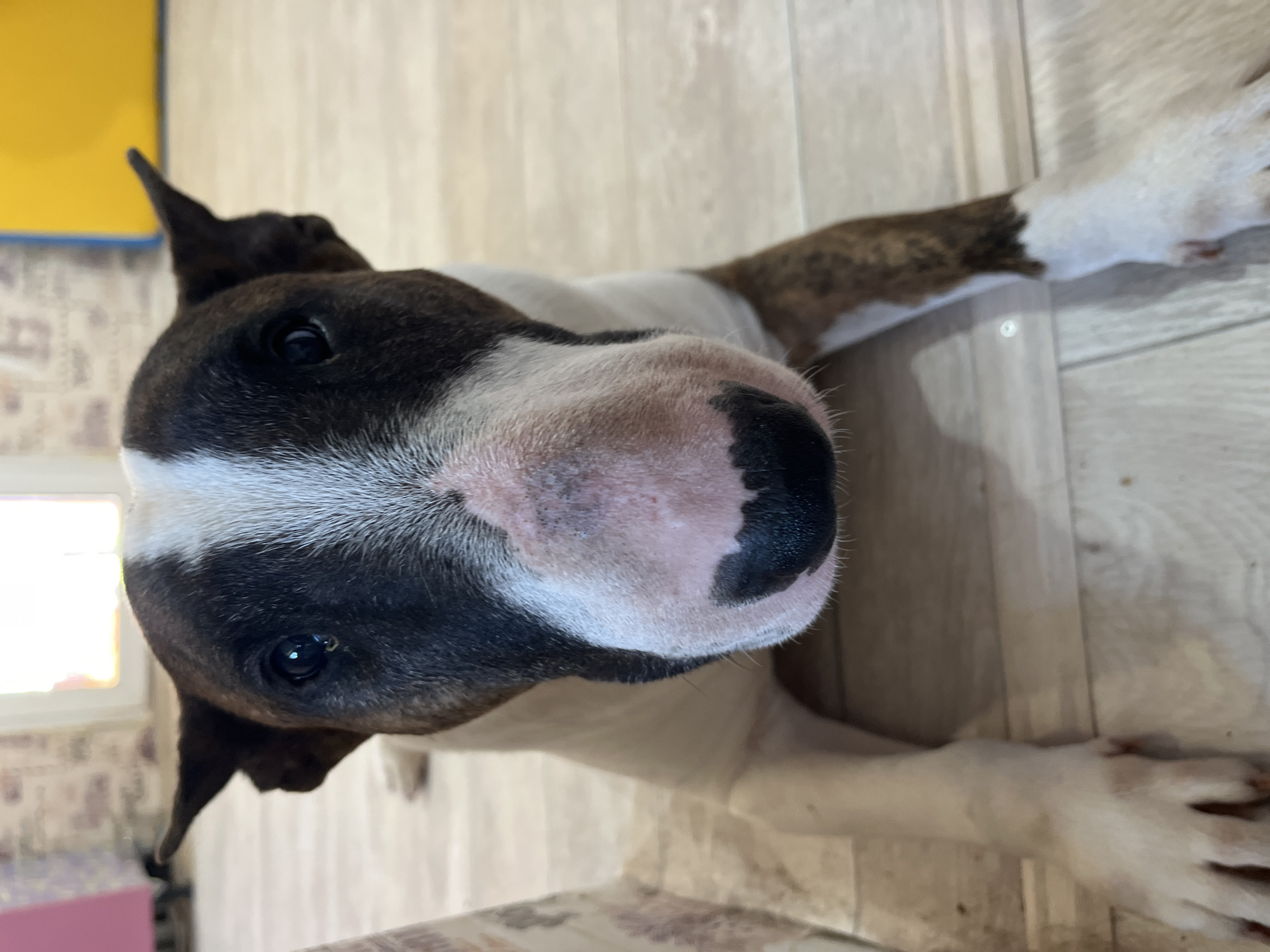 A close-up, eye-level shot captures a Bull Terrier dog lying on a light-colored, wood-grain patterned floor. The dog's face dominates the frame, with its large, black-and-white patterned head and distinctive nose. The dog's eyes are dark and appear to be looking directly at the camera. Parts of the dog's body and paws are visible, showing a white and brindle coat. In the blurred background, hints of a room's interior are visible, including a window and possibly furniture. There is no indication of the city of Chaikovsky, Russia, or any other geographic location.