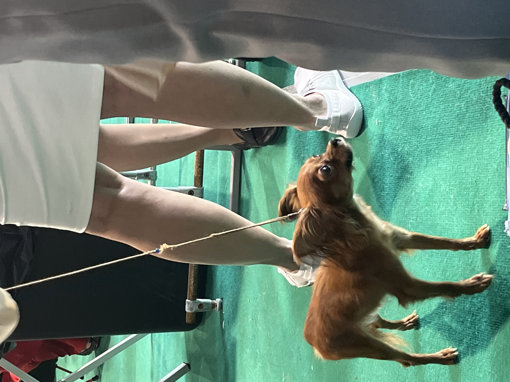 A small, light brown dog stands on a green carpet, looking to its right. The dog is on a thin, light-colored leash that extends upwards and out of frame, held by an unseen person. In the background, a person's legs are visible, wearing a white skirt and white sneakers. To the left, another person is partially visible, wearing red pants and dark shoes, near a black cylindrical object. The scene appears to be indoors, possibly at an event or exhibition. The environment is a light green, textured surface.