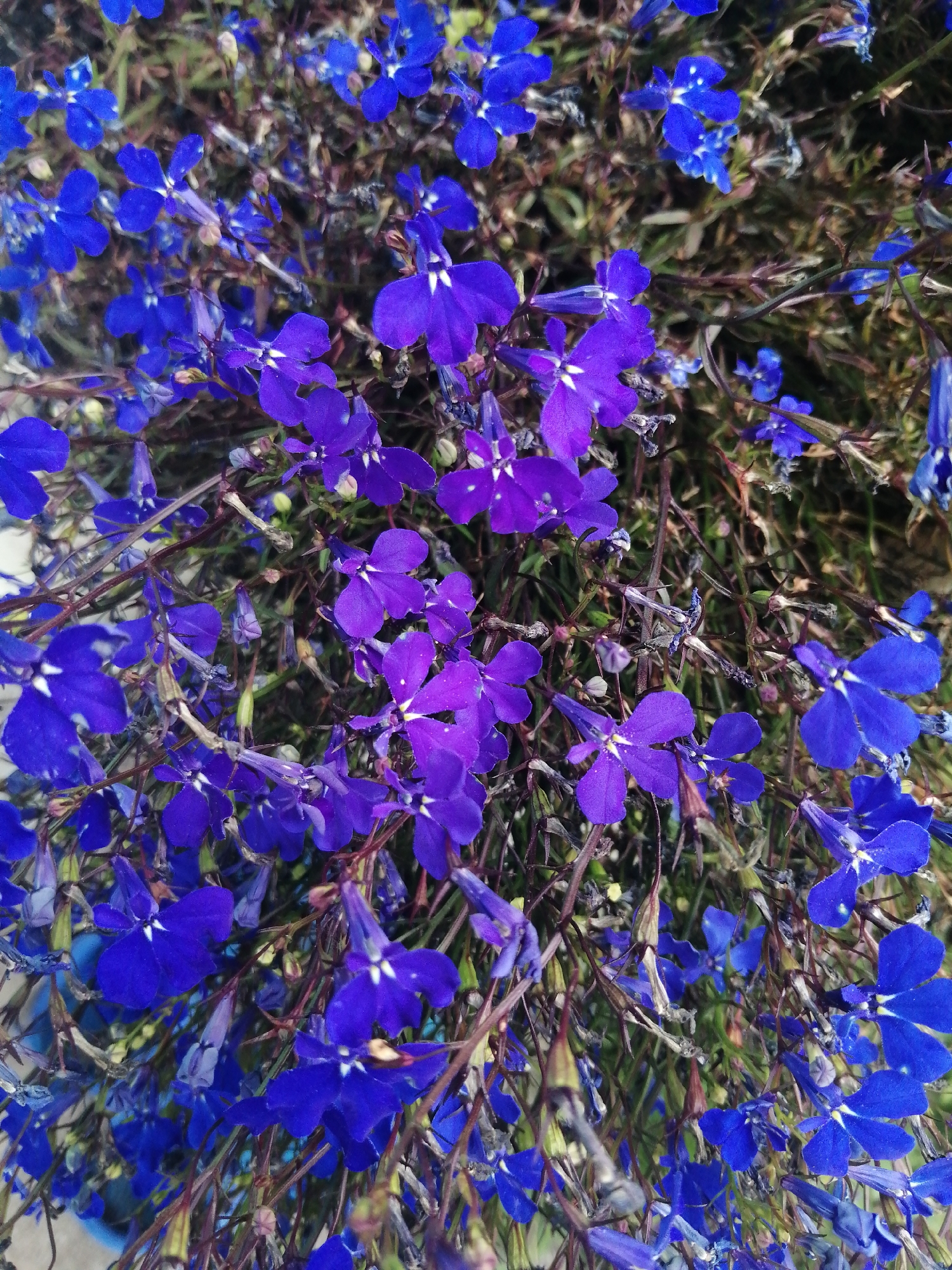 The image is a close-up, overhead view of a dense cluster of small, vibrant blue and purple lobelia flowers. The flowers have delicate petals, many with white centers. Thin, dark stems crisscross throughout the frame, supporting the blooms. The background consists of blurred green foliage and dried plant matter, suggesting an outdoor garden setting. There are no people or discernible structures visible, making it impossible to determine a specific location within Slonim, Belarus. The scene depicts a natural element, likely a garden bed or hanging basket, in bloom.