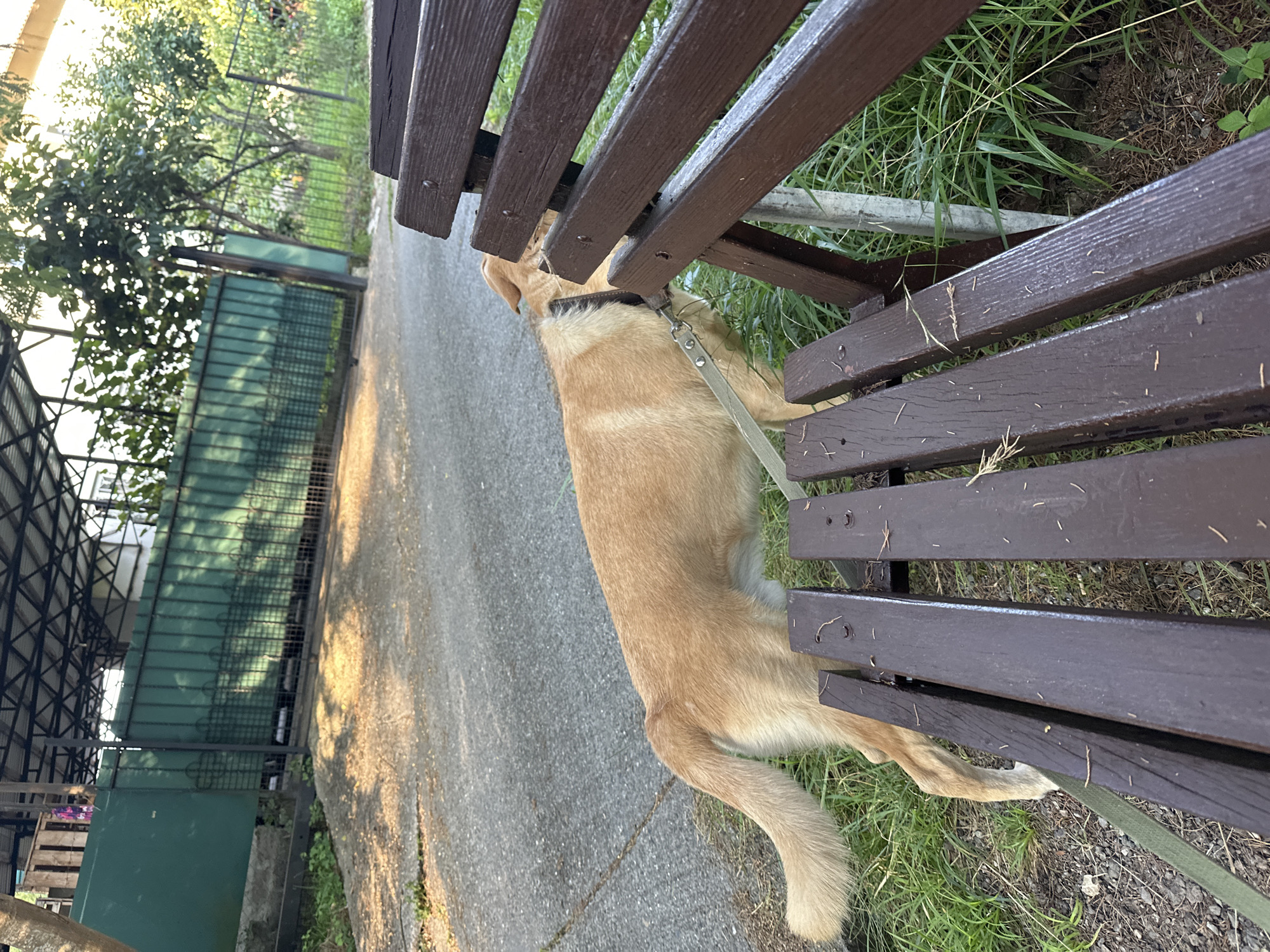 A light-brown dog on a leash stands next to a dark brown wooden bench in an outdoor setting. The dog is facing away from the camera, with its head partially obscured by the bench. The bench appears to be made of wooden planks, some of which are slightly worn. The ground is a mixture of asphalt and grass. In the background, there is a green metal fence and a covered structure with a metal roof. The scene is illuminated by natural light, suggesting it is daytime. The location is identified as Matsesta Microdistrict, Russia.