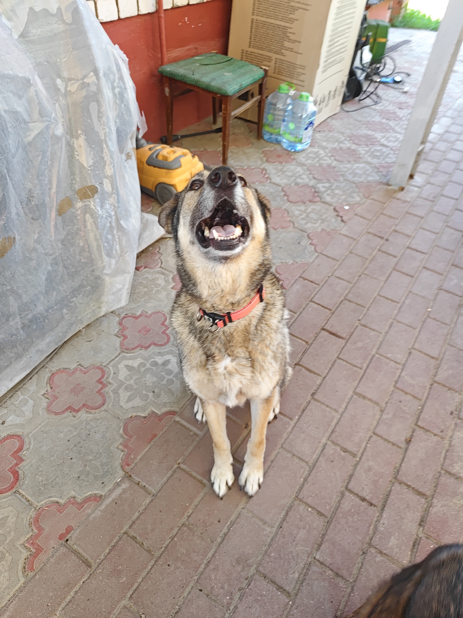 An upward-angled photograph captures a tan, grey, and white mixed-breed dog sitting on a paved surface in Rodniki, Russia. The dog wears a red collar with a black buckle and metal ring, and its mouth is open, revealing teeth, as it looks directly upwards. The paved ground transitions from light grey pavers with reddish-pink clover-like patterns on the left to solid reddish-brown rectangular pavers on the right.
In the background to the left of the dog, a large object is covered with translucent white plastic sheeting, partially obscuring a red wall or fence with a white top trim. A small, dark green wooden stool with a cushion is visible, along with a yellow mobile wet/dry vacuum cleaner. To the right of the dog, several large cardboard boxes stand upright, with two plastic five-liter water bottles with green caps positioned in front of them. Cables and green foliage are discernible behind the boxes. A white vertical support beam is present on the far right. The top of a second dog, with dark fur, is partially visible in the bottom right corner of the frame. The scene is illuminated by natural daylight.