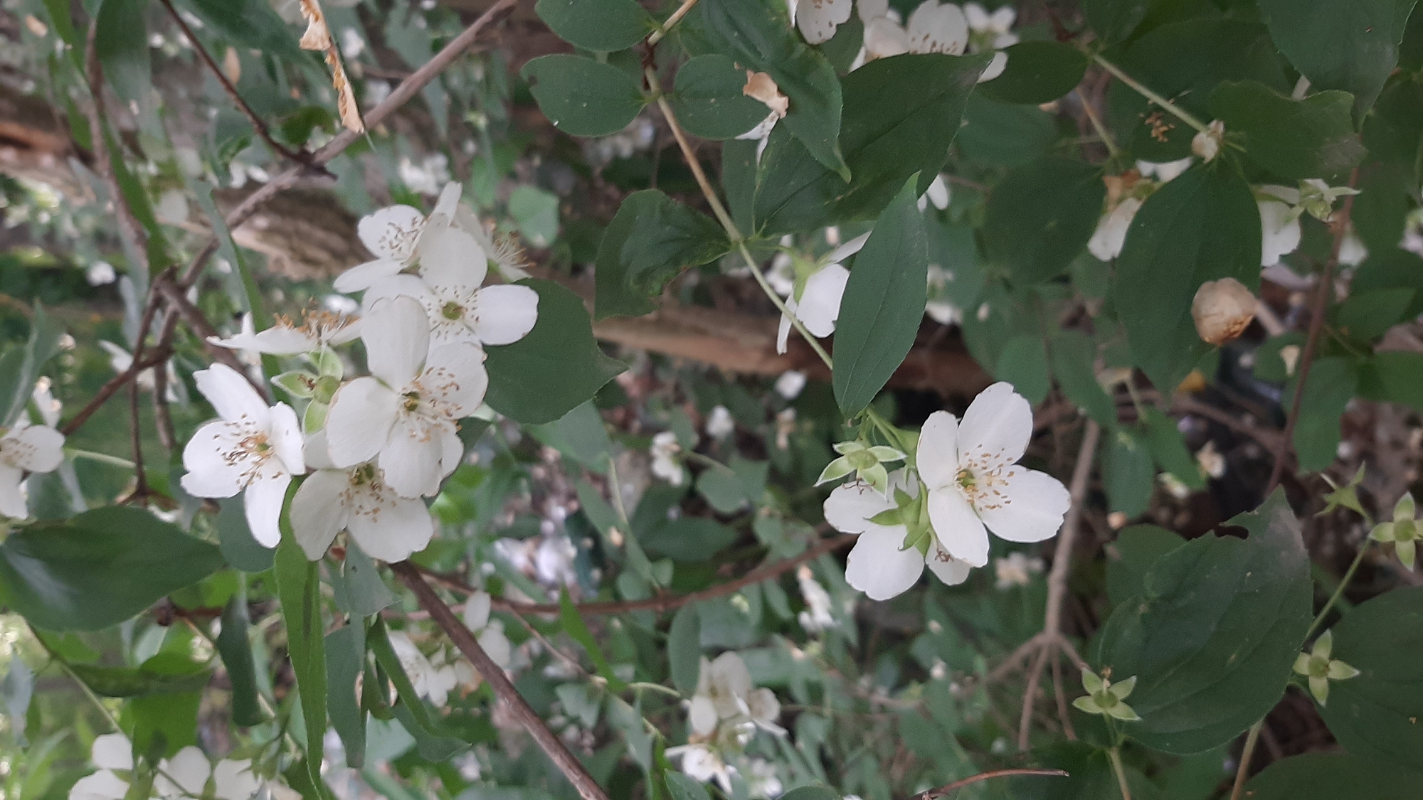 A close-up, eye-level shot showcases clusters of delicate white jasmine flowers with green leaves. The flowers have five petals each and are arranged on branches, with some in focus and others blurred in the background, creating a shallow depth of field. The overall lighting is soft, suggesting an overcast day or dappled sunlight. The background consists of more greenery and the rough texture of tree bark. No people or specific landmarks are visible.