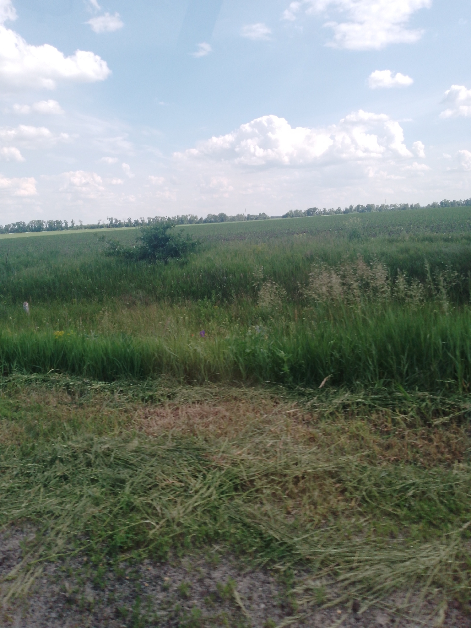 A daytime image depicts a rural landscape under a partly cloudy sky in Unknown, Unknown. The upper portion of the frame features a light blue sky with numerous scattered white cumulus clouds of varying sizes. A faint, thin, dark horizontal line is visible near the top center of the sky.
The horizon line, situated approximately one-third from the top, consists of a distant, dense line of green deciduous trees. Interspersed within this tree line are several utility poles. Below the tree line, vast flat fields of dark green vegetation extend into the midground.
The central portion of the image is dominated by an expanse of uncultivated or wild green fields. This area exhibits a mix of tall grasses, some with lighter, feathery seed heads, indicating maturity. A distinct, dark green, dense bush or small tree is centrally located within this field. A few small wildflowers are present: a solitary purple flower on the right-hand side and several small yellow flowers clustered on the left. A slender, light-colored vertical object, possibly a stake or thin pole, is partially visible on the far left of the midground, emerging from the tall grass.
The foreground, occupying the lower third of the image, consists of a rough, uneven strip of ground. The bottom edge reveals a dark, granular surface consistent with gravel or a dirt path. Immediately above this, a thick layer of matted and cut grass, displaying various shades of green and dried brown, stretches across the width of the frame. No human figures, animals, or significant structures are present within the observable scene.