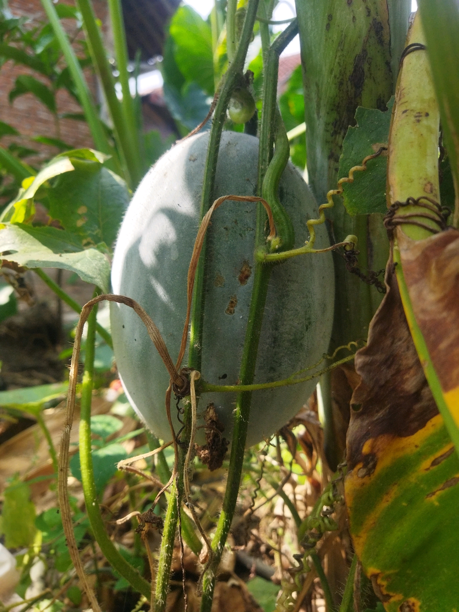 A light green, oval-shaped fruit, likely a melon or squash, hangs from a vine amidst lush green foliage and other plant stems in Kesugihan, Indonesia. The fruit's surface appears slightly fuzzy and is illuminated by natural sunlight, casting soft shadows. Several tendrils and dried vines are intertwined around the fruit and its supporting stems. The background is blurred, showing hints of brickwork and more greenery, suggesting an outdoor garden or agricultural setting.