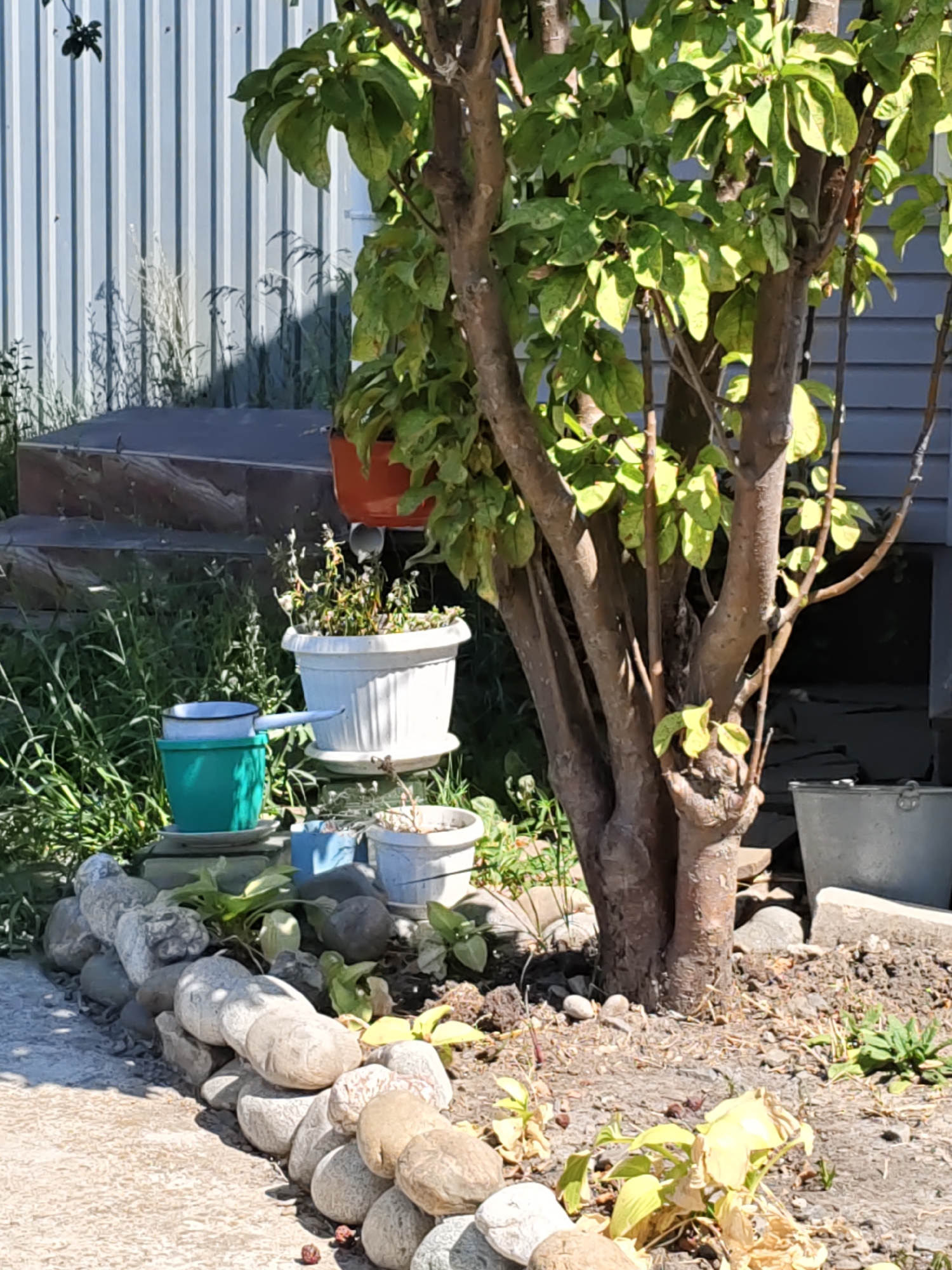 The image depicts a backyard scene, likely in a residential area, with elements of gardening and storage. A moderately sized tree with green leaves is a central subject, positioned to the right of the frame. In front of the tree, a low stone border has been constructed, separating the garden area from a concrete path. Several potted plants are visible, including a large white pot with green foliage, a smaller blue pot, and a red pot hanging from the tree. To the left, there is a green bucket and a white pot with a handle, possibly used for watering. In the background, a corrugated metal fence stands tall, casting shadows from surrounding vegetation and objects. A dark, low structure, possibly a shed or raised platform, is situated against the fence. A metallic bucket is visible to the far right. The ground is covered in soil, gravel, and dry leaves. The lighting suggests it is daytime, with sunlight filtering through the leaves of the tree. There are no people or animals present in the image. The overall impression is of a functional, somewhat unkempt, outdoor living space.