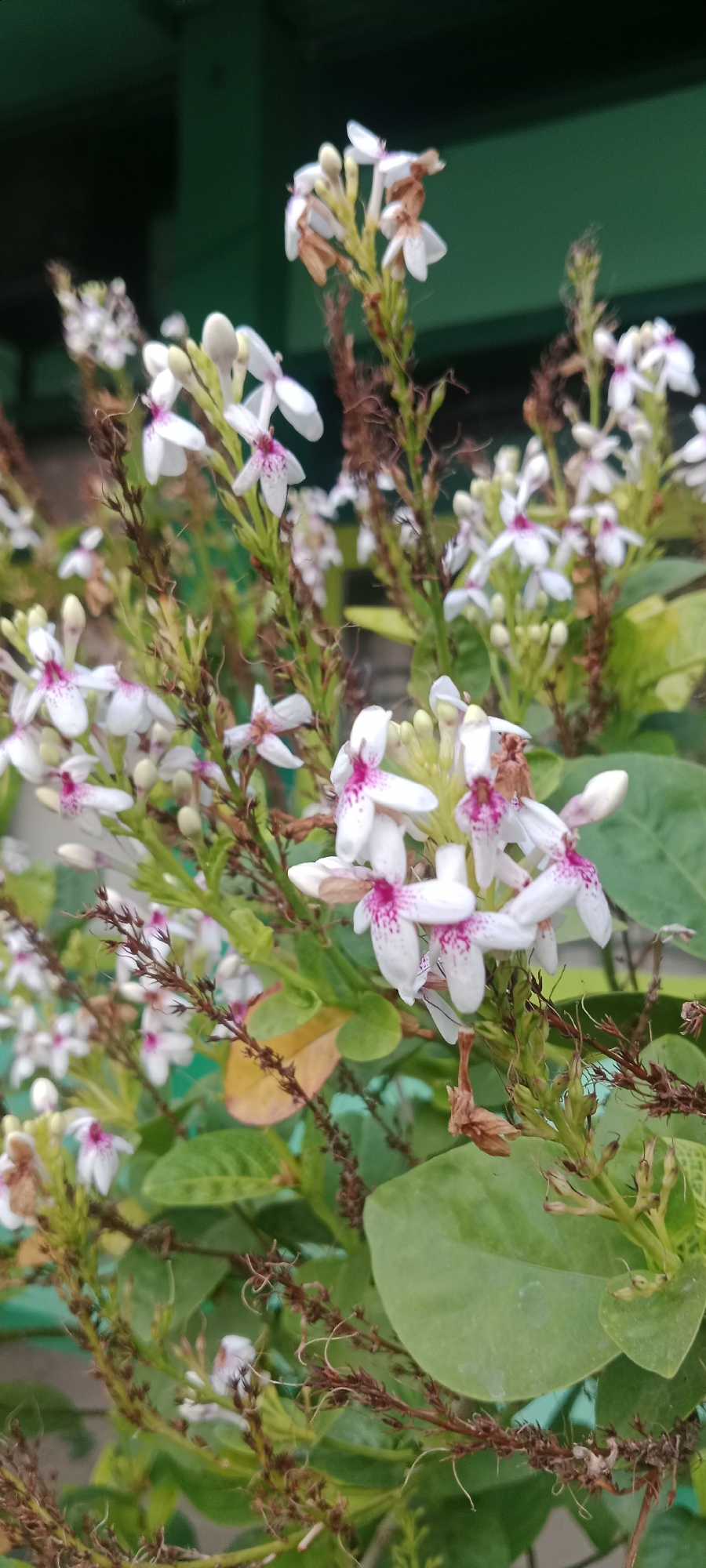 The image depicts a close-up view of a flowering plant, likely a Pseuderanthemum. The plant has numerous small, white flowers with delicate pink or purple markings in their centers. The flowers are clustered on thin stems, which are interspersed with dried, brown, wispy structures that appear to be spent flower parts or seed pods. The leaves are green and ovate. The background is blurred, but suggests an outdoor setting with a dark green structure, possibly a building or fence, and hints of other foliage. The lighting appears to be natural daylight, casting soft shadows. The scene is static, with no people or animals visible, and no discernible actions or interactions taking place. The image does not contain any specific visual cues to pinpoint its location within the city of Tuban, Indonesia.