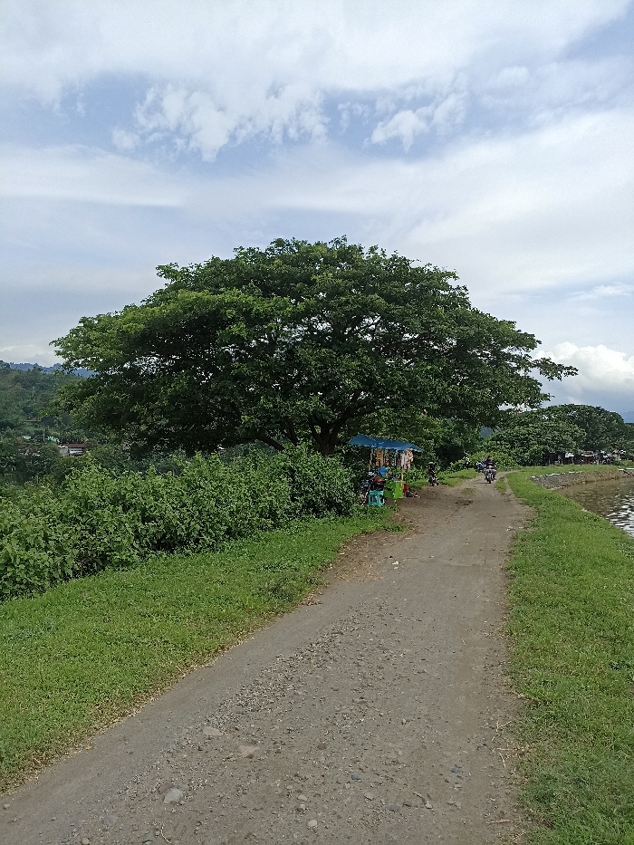 The image captures a rural outdoor scene, likely in Kepung, Indonesia, dominated by a large, verdant tree with a broad crown on the left side. A gravel and dirt path or road extends from the foreground into the mid-ground, receding towards the right. Lush green grass borders the path on both sides.
To the left of the path, under the large tree, a small, makeshift stall with a blue canopy is visible. It appears to be a vendor's stand, displaying various items for sale. Near the stall and further down the path, several motorcycles are present, some possibly parked and others with riders, indicating local transportation. Beyond the stall and the main tree, more dense green foliage and distant hills can be seen, contributing to the natural, hilly landscape.
On the far right, bordering the path, is a body of water, possibly a pond, lake, or reservoir, showing ripples on its surface. The sky is bright with scattered white clouds against a light blue background, suggesting daytime with partly cloudy weather. The overall atmosphere is one of a quiet, natural setting with a touch of local commerce and daily activity. No discernible text is visible in the image.