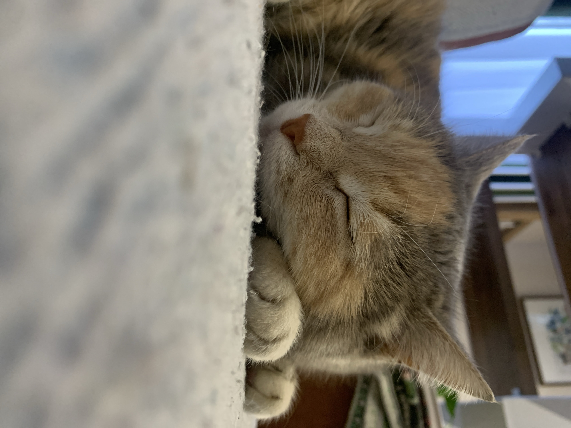 A sleeping cat is nestled against a white, textured surface, possibly a carpeted structure. The cat has a light orange and gray coat with closed eyes, paws curled beneath its head, and whiskers prominently displayed. The background is blurry but includes a window with blue light, wooden furniture, books, and a framed picture on the wall. The location in the city of Kazan, Russia cannot be determined.