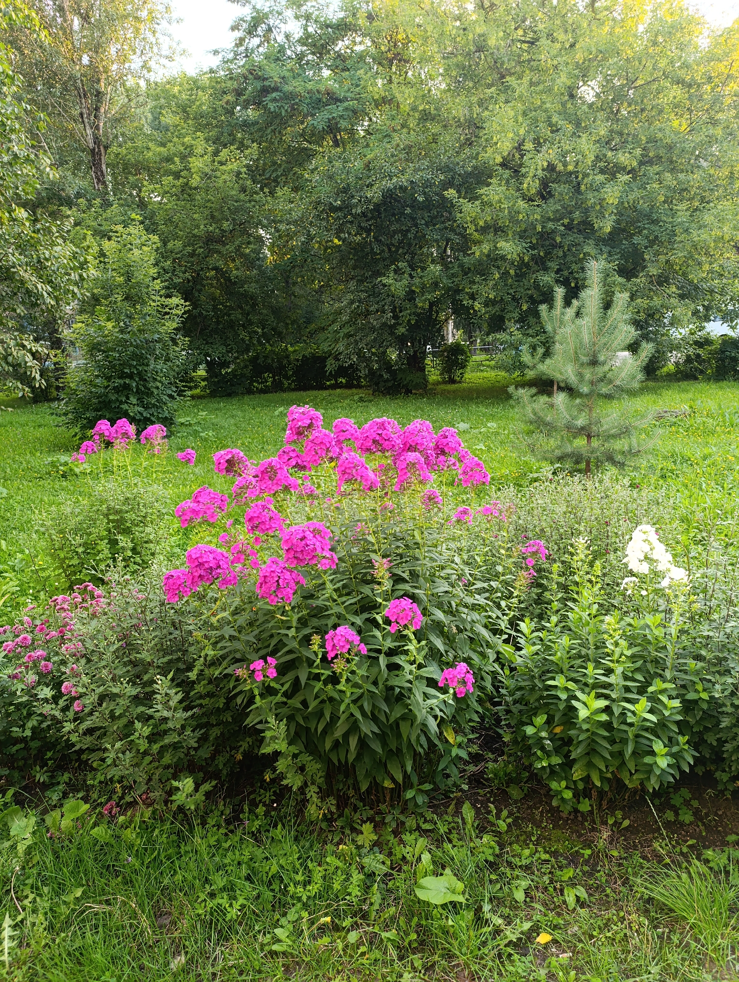 In Novomoskovsk, Russia, this image captures a lush garden scene featuring vibrant pink phlox flowers dominating the foreground. To the right, a cluster of white flowers adds contrast, nestled among dense green foliage. A small evergreen tree stands to the right of the flower beds, with a backdrop of mature deciduous trees and a manicured lawn. The scene is bathed in soft, natural light, suggesting it was taken during daylight hours, likely in the morning or late afternoon. The ground is covered in grass and scattered leaves, indicating a naturalistic, well-maintained outdoor setting. There are no people or animals visible in the frame.