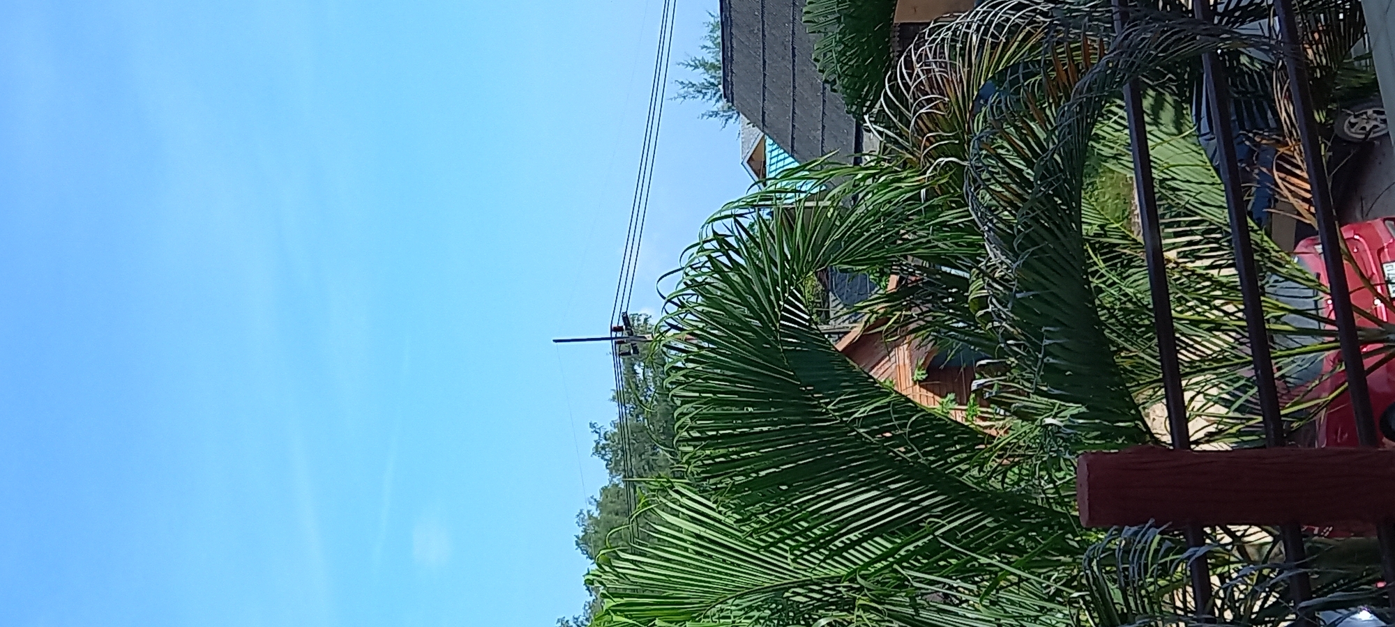 The image displays a sunny, clear daytime scene set in a tropical or semi-tropical environment, consistent with Baan Chaloklum, Thailand. The bright blue sky dominates the left side of the frame, showing only a few faint cloud formations.
In the midground and foreground on the right, dense green palm fronds are prominently featured, some with golden-brown hues, partially obscuring the background. Peeking through the foliage on the far right, dark vertical fence bars and a horizontal red-brown wooden element are visible. Behind this fence, a red car is partially seen, and on its license plate, the numbers "3113" and possibly two Thai characters ("บว") are faintly legible.
Further back, partially hidden by the palm trees, are structures that appear to be residential buildings or houses, with angled roofs and visible windows. A utility pole with multiple power lines extends upwards against the sky towards the upper right of the image, with other green trees in the distant background. The lighting is bright and even, indicating full daylight conditions. No specific activities or individuals are present in the scene.