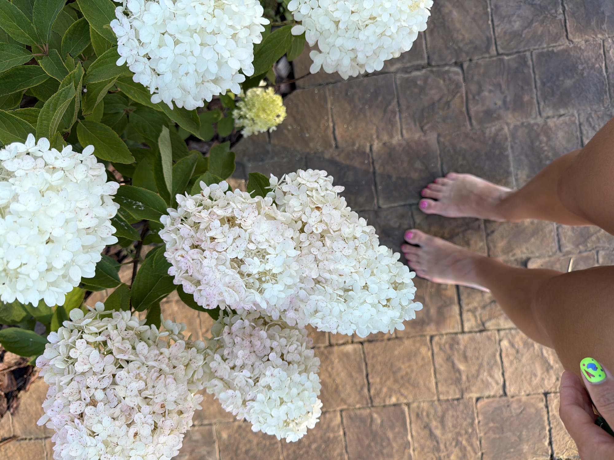 In Novosibirsk, Russia, a person's feet are visible on a stone pathway, in close proximity to a blooming hydrangea bush. The hydrangeas are predominantly white with hints of pink, and their large, clustered blooms are lush and full. The pathway is made of rectangular, textured stone pavers, exhibiting shades of brown and gray. Sunlight casts shadows, indicating it is likely daytime. The person's toenails are painted pink. The person's hand, also visible, has brightly colored nail art.