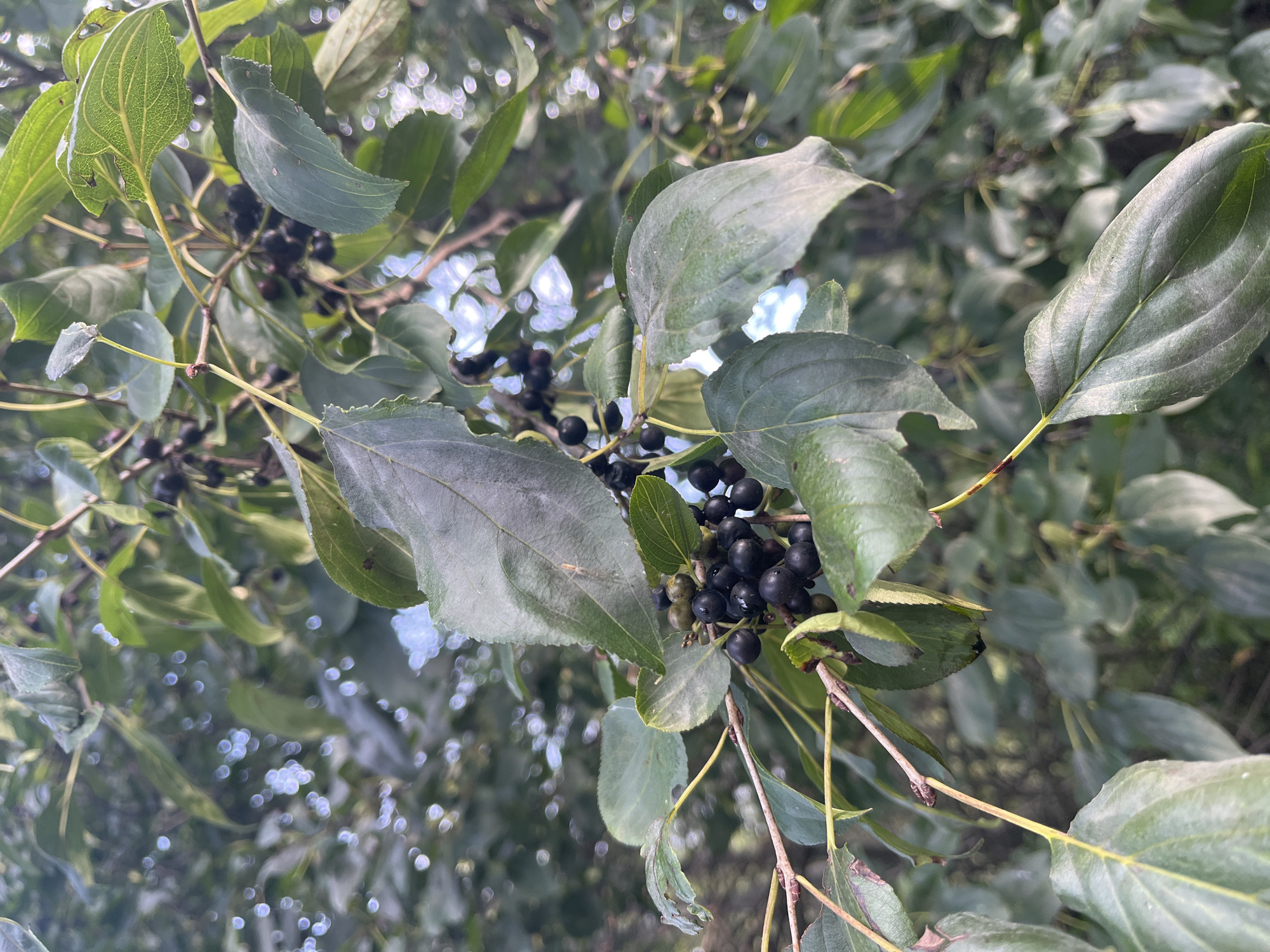 The image depicts a close-up of a tree branch laden with dark berries and green leaves, set against a soft-focus background of more foliage and dappled light. The berries are clustered and appear to be ripe, with a glossy, dark purple or black hue. The leaves are ovate with serrated edges and prominent veins. Some leaves show signs of wear, with minor tears or brown spotting. The lighting suggests an outdoor environment, likely during daylight hours. There are no people or man-made objects visible. The image's composition focuses on the natural details of the plant. The location in Ufa, Russia, is not discernible from the visual information present in the image itself.