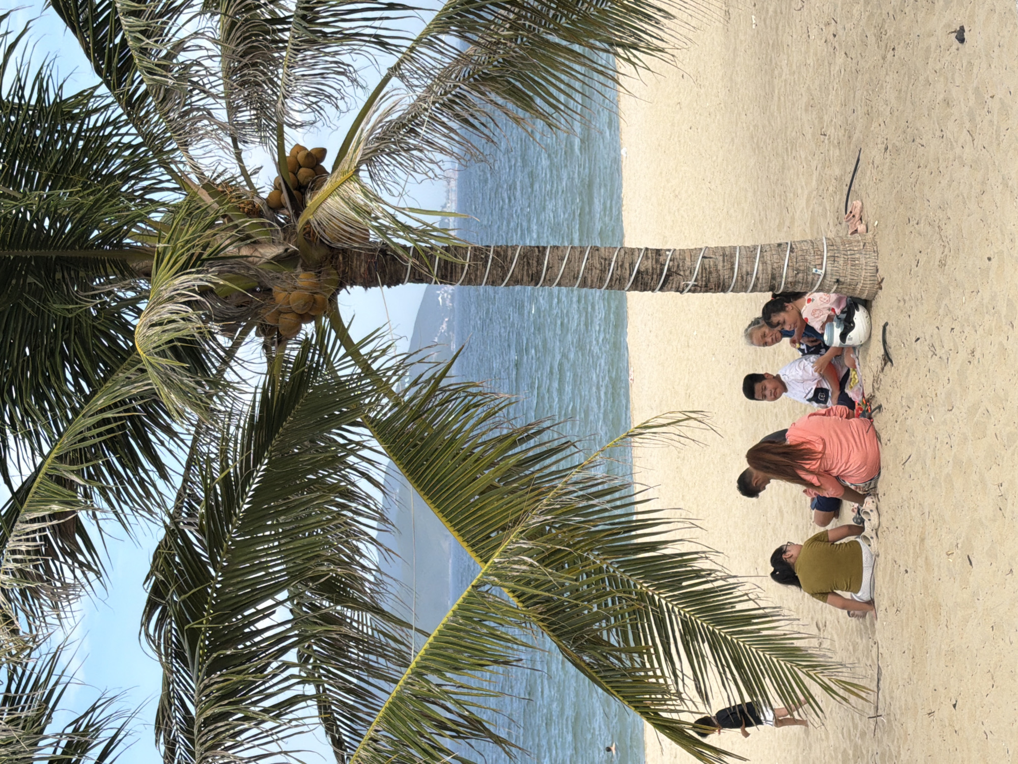 The image depicts a tropical beach scene, likely in Nha Trang, Vietnam, under a clear blue sky. A large palm tree with coconuts dominates the foreground, its fronds casting shade on the sandy beach.
Beneath the palm tree, a group of six individuals is seated on the sand, facing towards the ocean. From left to right, they appear to be: a woman wearing a green shirt and white shorts, a woman with long dark hair wearing a pink top, a man in a dark shirt, a boy in a white t-shirt, an elderly woman in a blue and white patterned top, and a young girl in a pink t-shirt with a patterned design. The group appears relaxed, with some looking towards the water or interacting amongst themselves.
To the left of the seated group, a child in a black t-shirt and white shorts walks along the beach. In the background, the ocean stretches out with gentle waves, and a lone swimmer is visible in the water. Further in the distance, a coastline with hills and some buildings can be seen.
Scattered on the sand near the group are personal items, including a pair of white sandals, a white helmet, and some pink footwear. The overall atmosphere is one of leisure and relaxation on a sunny day at the beach.