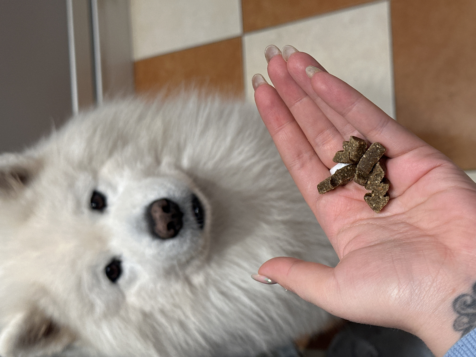 The scene, located indoors in Šušanj, Montenegro, presents a close-up view of a white, long-haired dog, consistent with a Samoyed, positioned behind and above a human hand. The dog's head and upper torso are visible, with its dark brown eyes, black nose, and slightly open mouth focused intently on the contents of the hand. In the foreground, a fair-skinned human hand, likely female, displays a tattoo on the left wrist/forearm. The fingernails exhibit varying states, with some possessing clear or iridescent light pink polish and others appearing clear or chipped. The hand is held palm-up, presenting approximately eight irregularly shaped, dark green-brown, coarse-textured pieces resembling dog treats or supplements. A small, indistinct white object is also present among the treats. The immediate background shows a tiled floor composed of alternating light beige/white and terracotta/orange square tiles. Further back, a blurred, light grey or metallic surface with a prominent horizontal line indicates a structural element or furnishing.