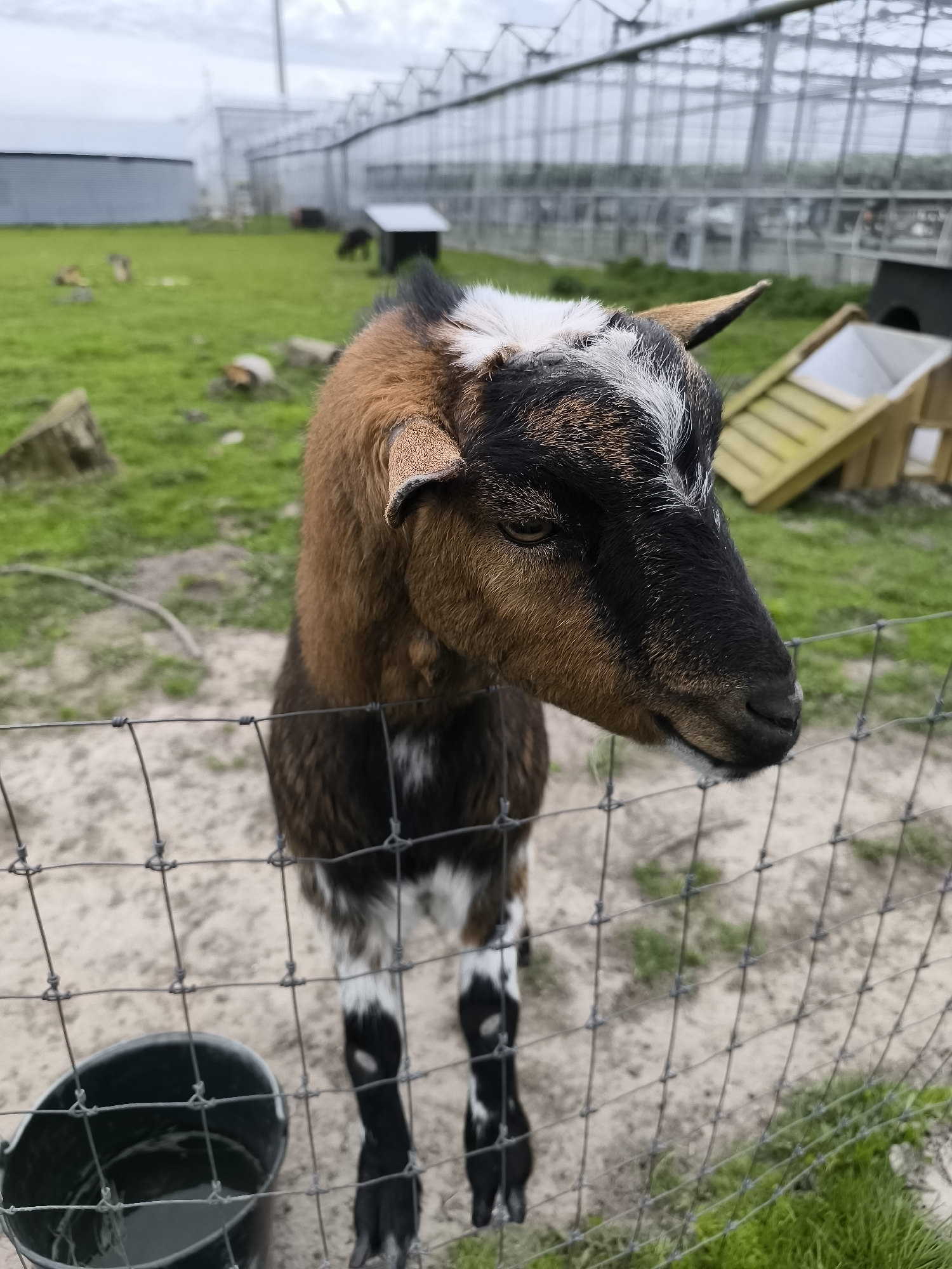 The image shows a close-up of a goat standing behind a wire fence. The goat has a brown and black coat with white markings on its head and legs. It is looking towards the right side of the frame. In the background, there is a grassy area with a large greenhouse-like structure and a small building. There is also a black bucket on the left side of the frame. The location is Warmenhuizen, Netherlands.