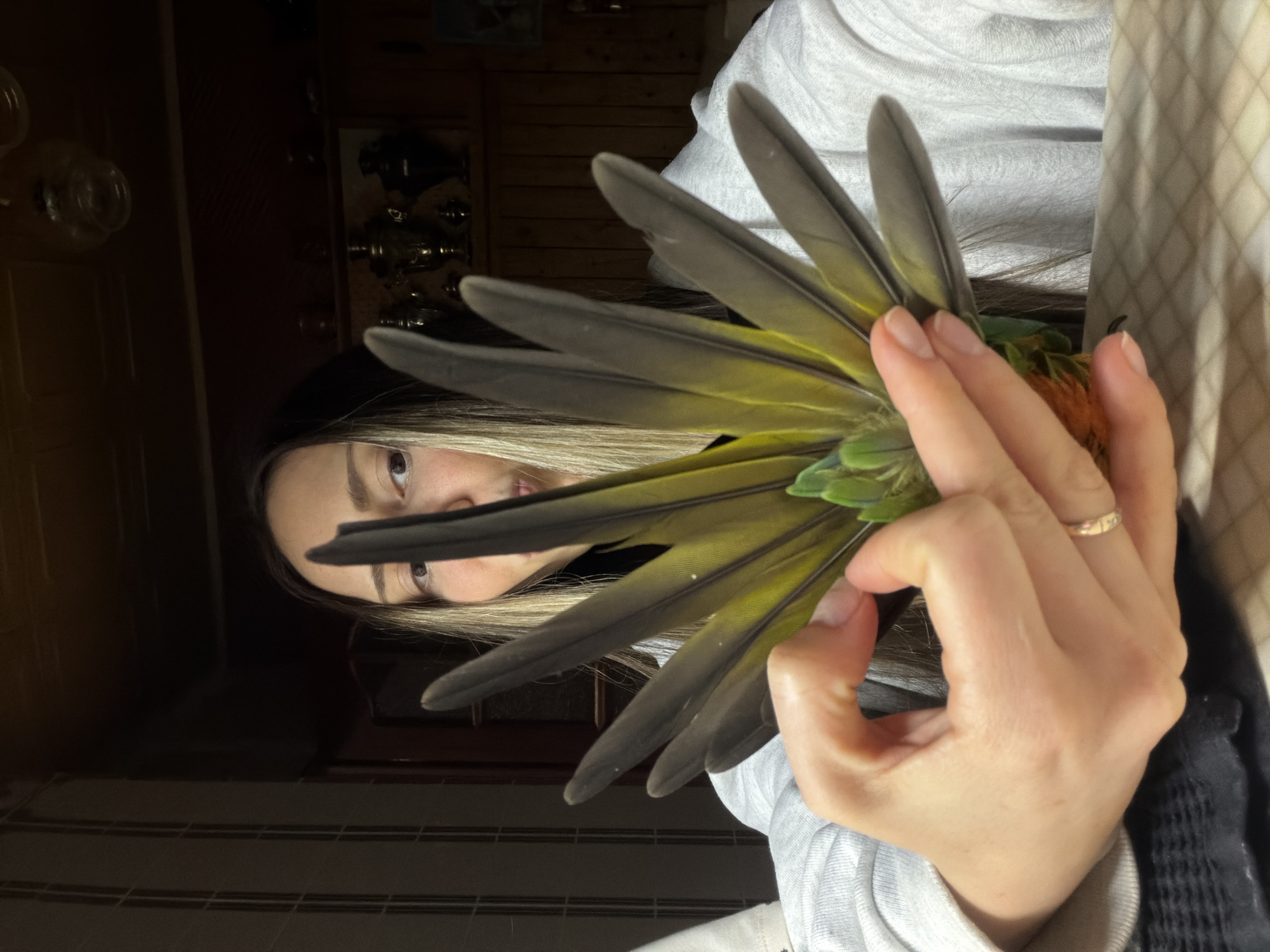 The image depicts a female individual indoors, holding and displaying the fanned tail feathers of a bird. The location is stated to be a residential setting in Khimki, Russia.
The subject, identifiable as a female, is positioned centrally, with her face (eyes, nose, mouth) and upper torso visible. She has long, straight dark hair with lighter blonde streaks. She is wearing a light grey long-sleeved garment, possibly a sweatshirt. A metallic ring is present on the ring finger of her left hand. Her gaze is directed forward, towards the viewer.
Both of the subject's hands are actively engaged in presenting the feathers. The fanned feathers are the central object of focus, displaying a color gradient from dark greyish-green at the outer edges and tips, transitioning to a distinct olive green, then brighter green, with subtle orange tones visible at the very base where the feathers converge. The arrangement suggests the full tail plumage of a bird, likely a parrot or parakeet.
The immediate foreground includes a light-colored, subtly gridded surface, possibly a tablecloth or counter. The background on the left side features a wall with vertical light-toned panels or tiles, adjacent to a dark wooden door frame or architectural element. The background on the right is darker, dominated by wooden paneling. A shelf is discernible against this wooden background, displaying at least three traditional samovars (two metallic, possibly brass or gold-toned, and one darker, possibly black or bronze) along with other decorative metallic objects. A multi-component glass light fixture is partially visible on the dark ceiling directly above the background objects. The lighting is ambient, emphasizing the subject and feathers in the foreground while keeping the background elements dimly lit.