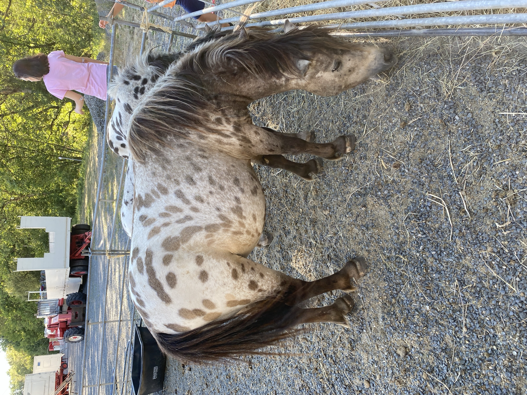 A dappled gray pony is in an outdoor pen, eating hay. The pony has a white base coat with brown spots and a dark mane and tail. Behind the pony, another pony with similar coloring is visible. A young woman wearing a pink t-shirt and denim shorts stands in the background, facing away from the camera. A child's arm, wearing a blue shirt, is visible on the right side of the frame. The ground of the pen is covered in gravel and straw. In the background, a red tractor and trailers are parked. The scene appears to be a farm or event ground, possibly in the city of Altenkirchen, Germany, given the context provided.