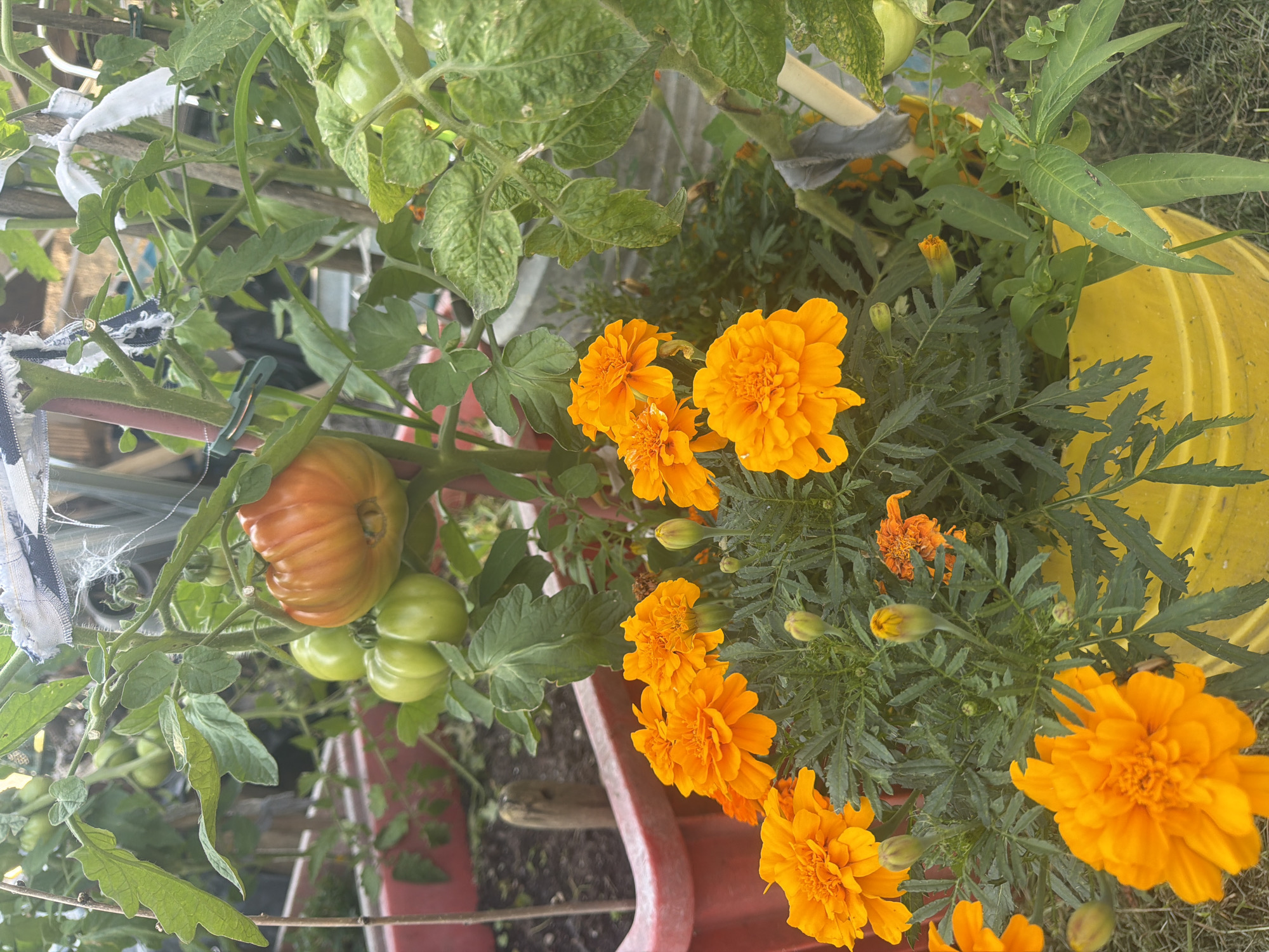 The image shows a close-up view of a tomato plant with several tomatoes, some green and one partially ripe orange one, growing in a red planter. In the foreground, a cluster of bright orange marigold flowers are in full bloom, with several buds also visible. The plants are in a garden setting, likely in a backyard or allotment, with other planters and greenery visible in the background. The scene is well-lit by natural sunlight. There are no people or animals present in the image. The location is an urban garden in Szczecin, Poland.