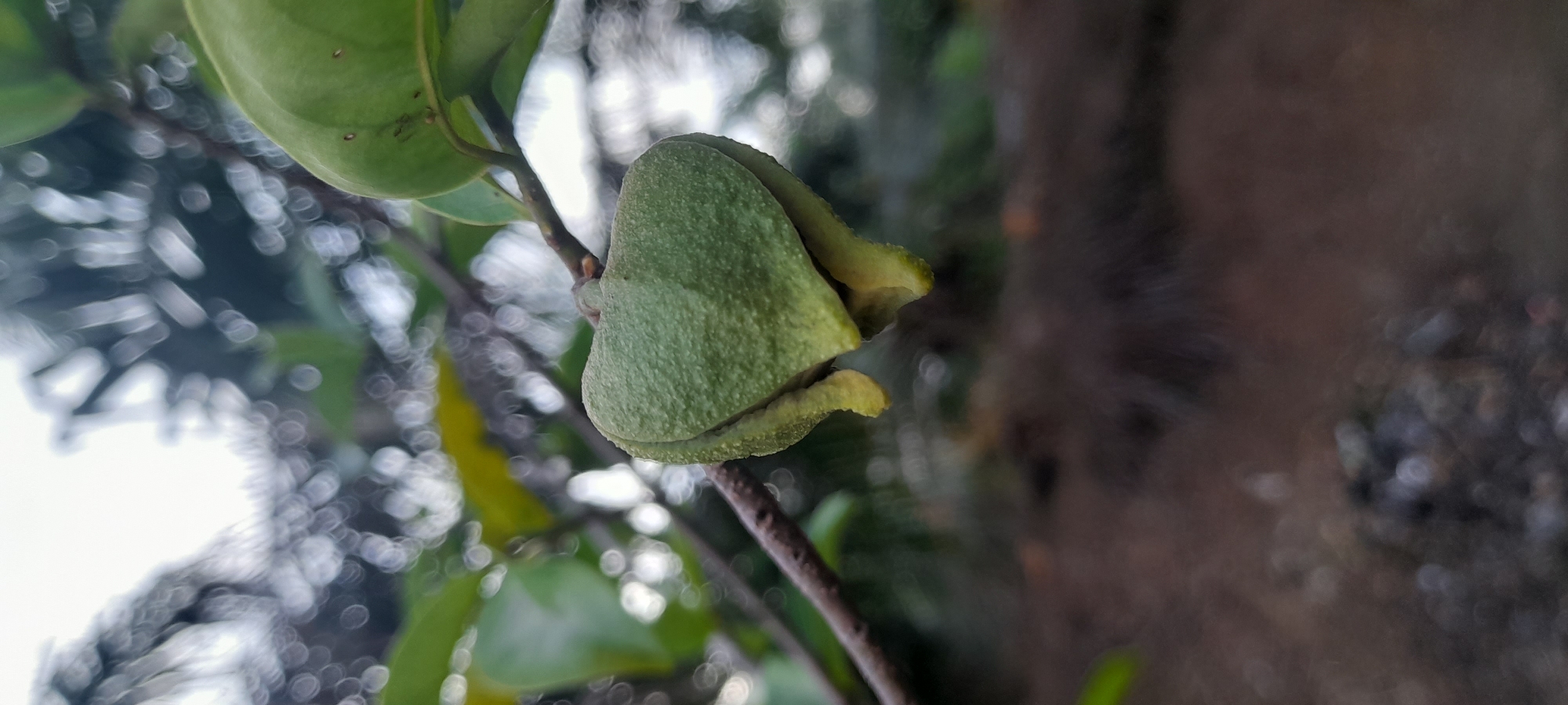 A close-up shot focuses on a young, green soursop fruit, approximately heart-shaped, hanging from a stem attached to a tree branch. Another soursop fruit and leaves are visible in the background. The bark of a tree is partially visible on the right side of the frame. The background is a bokeh effect of light spots and foliage. The image was taken in Buketteukuh, Indonesia.