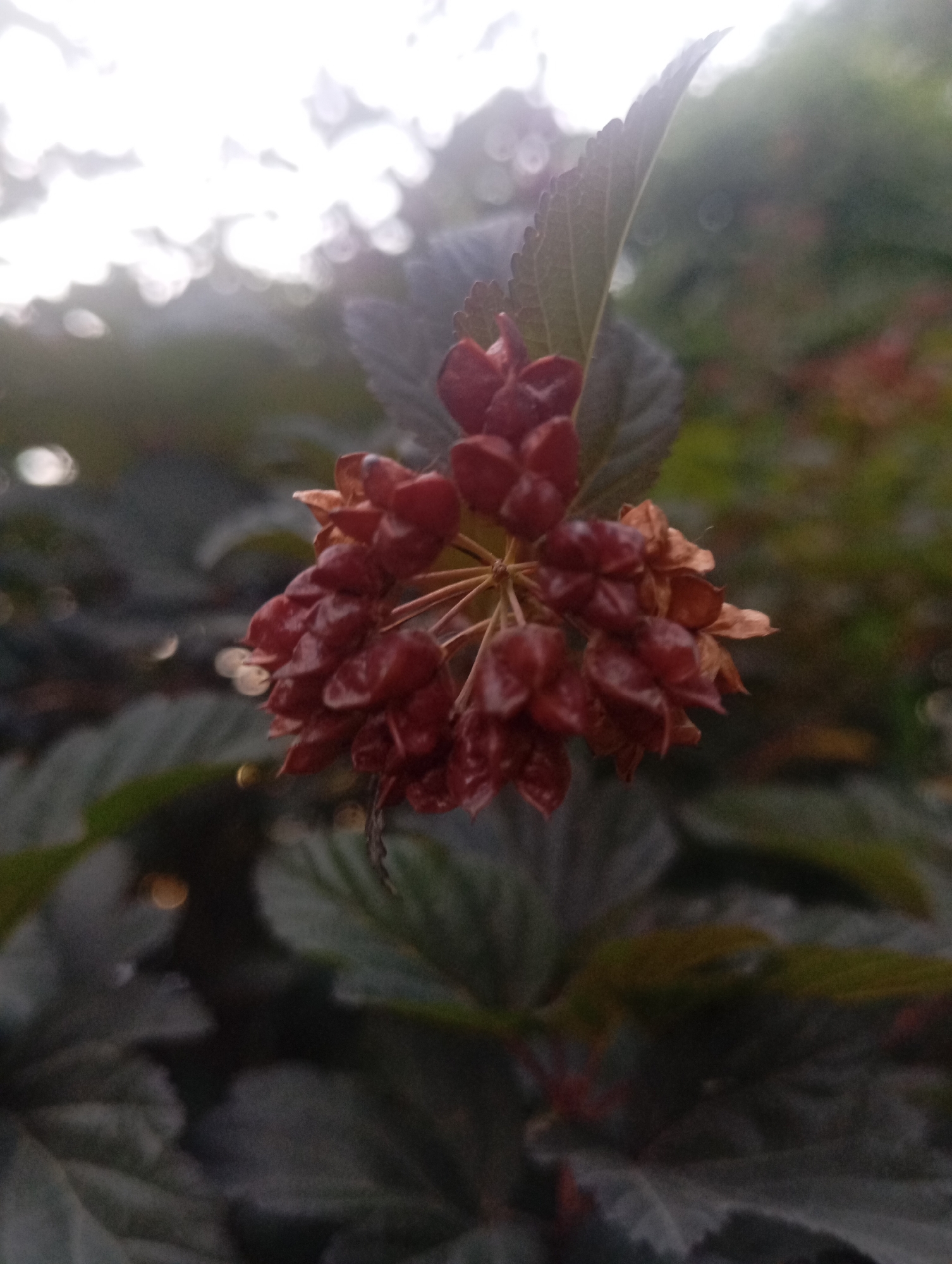 A close-up, low-angle shot focuses on a cluster of small, dark red, dried flower buds or seed pods. The buds are clustered together on thin, light brown stems, with some appearing shriveled and others slightly more plump. They are positioned slightly off-center to the right of the frame. Behind the buds, dark green, textured leaves with serrated edges are visible, some of which are slightly out of focus. The background is softly blurred, with areas of bright, hazy white light at the top, suggesting an overcast sky or bright light source. Below the white area, there are further out-of-focus green and darker foliage elements, with some hints of reddish-brown tones, possibly from other dying plants or leaves. There are also several small, circular bokeh lights scattered throughout the background, indicating a shallow depth of field and a focus on the foreground subject. The scene appears to be outdoors, likely in a garden or park setting. The photograph was taken in Almaty, Kazakhstan. There are no people, animals, or discernable human activity present in the image.