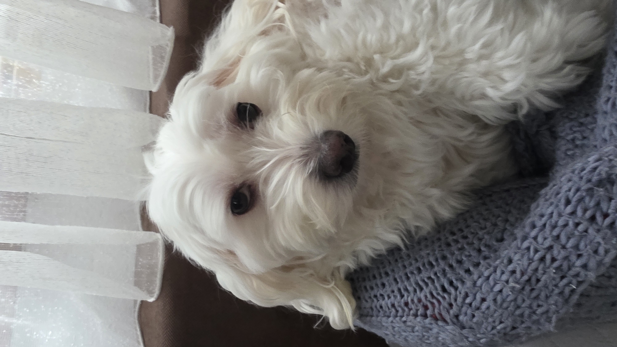 The image is a close-up shot of a small, white, fluffy dog, possibly a Maltese or similar breed. It is lying down, with its head turned towards the camera. The dog has dark eyes and a black nose. It appears to be resting on a light grey knitted sweater or blanket. In the background, there is a sheer white curtain. The location and city information were not provided.