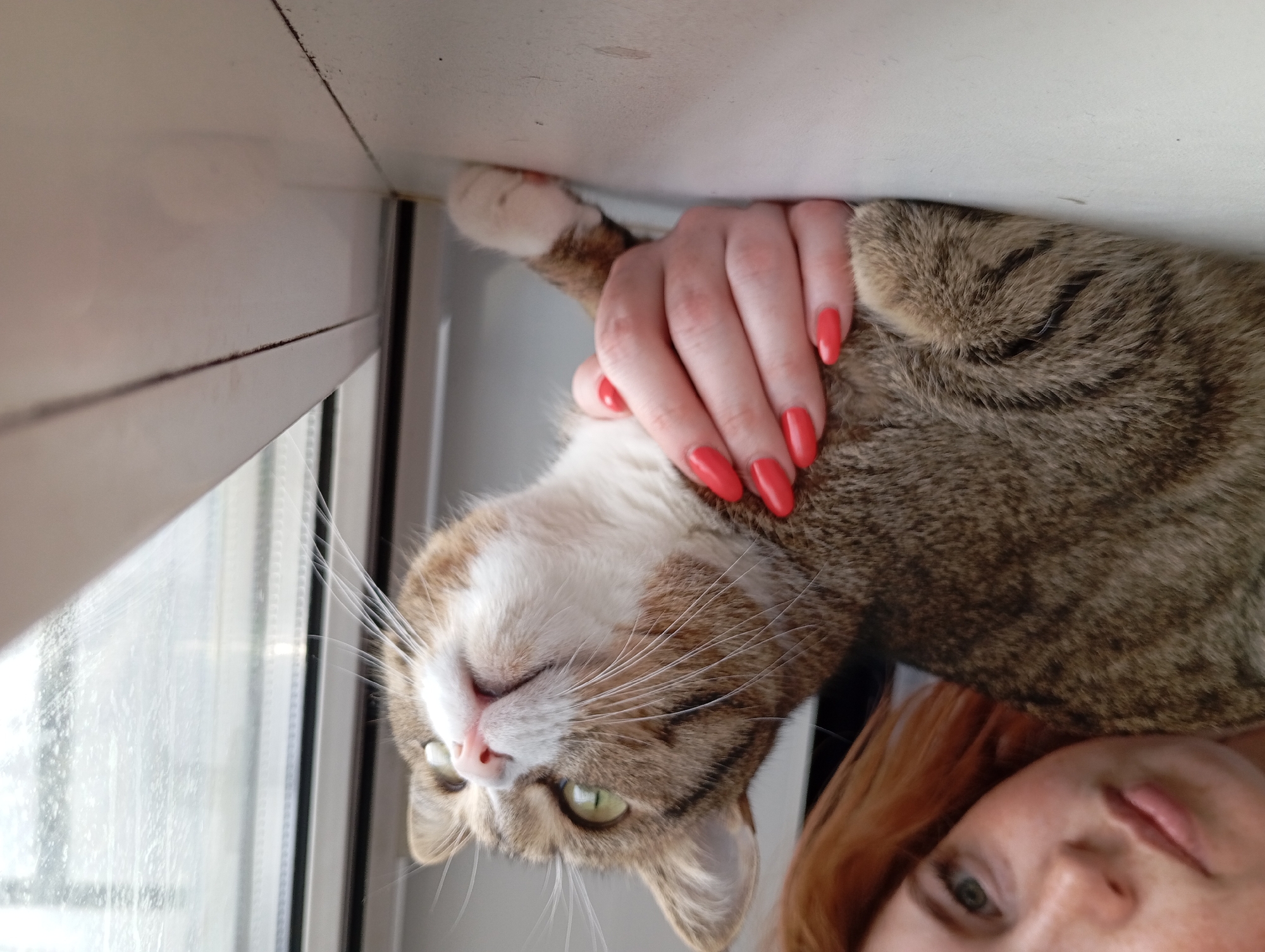 A light brown and white tabby cat with green eyes and long whiskers is positioned near a window, with a woman's hand resting on its back. The woman's fingernails are painted red. The cat is lying near the window frame. Parts of a woman's face are visible in the bottom right corner of the image. The location is potentially near a window in a residence. There are no obvious clues in the image to definitively determine the image was taken in the city of Yurgamysh, Russia.