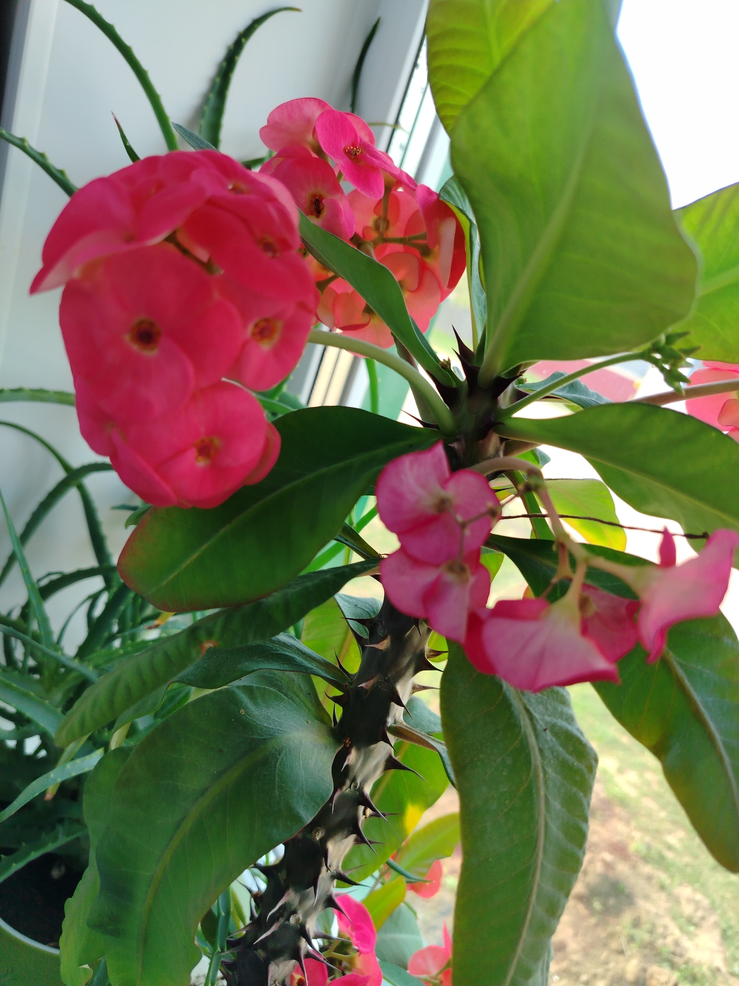 A close-up shot depicts a vibrant Crown of Thorns plant with pink flowers, green leaves, and a thorny stem. An aloe plant is also visible in the background. The indoor setting is near a window, suggesting it is a home environment. The image's location is unknown and there's no mention of the city of Гожан, Russia. The scene contains only plants; there are no people or interactions visible.