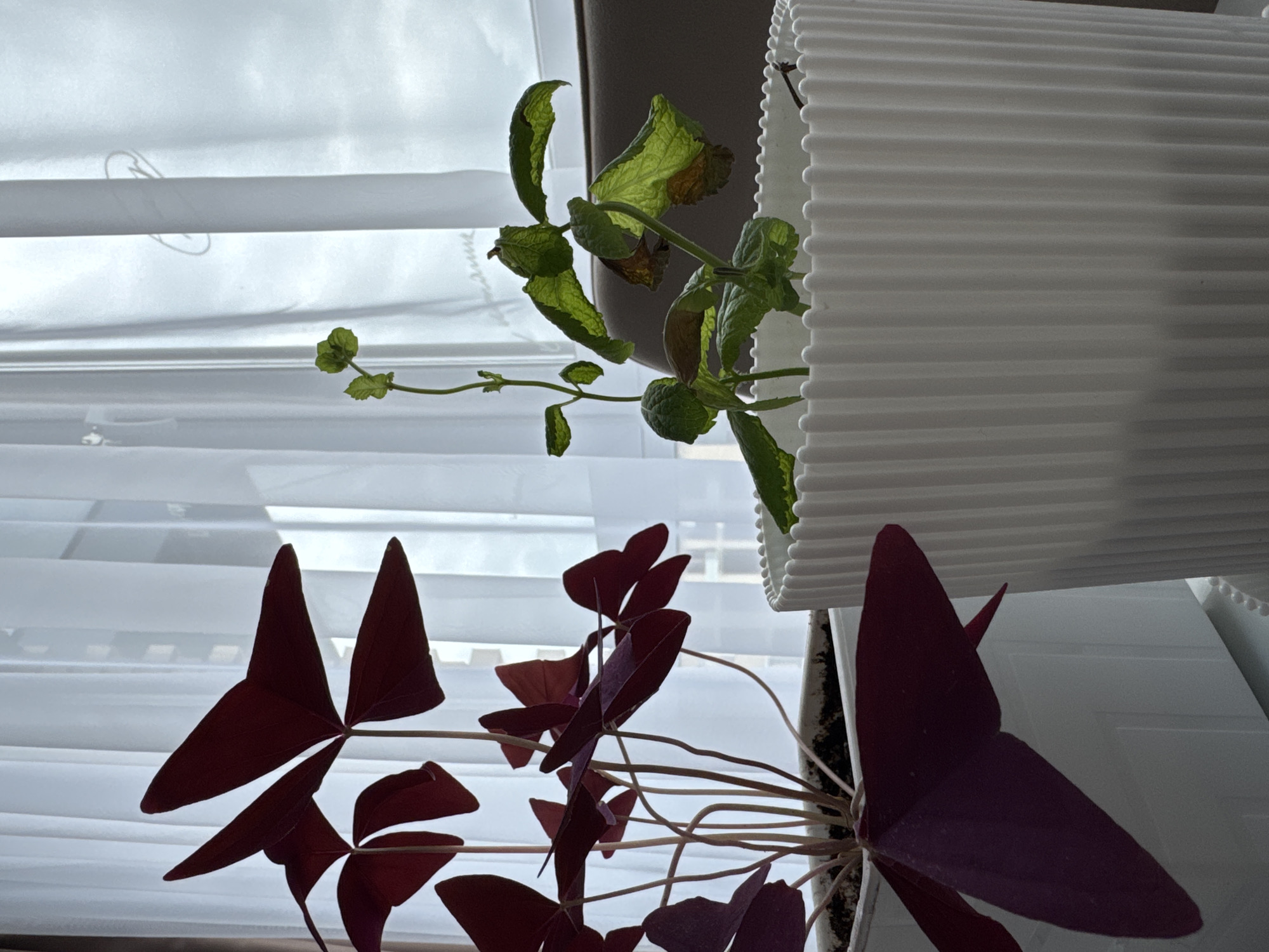 Two potted plants are on a surface in front of a window with sheer white curtains. The plant on the left is a dark red oxalis with triangular leaves. The plant on the right is a green leafy plant with some wilting leaves, in a white ribbed pot. The scene is indoors, likely a domestic setting, in Laikovo, Russia.