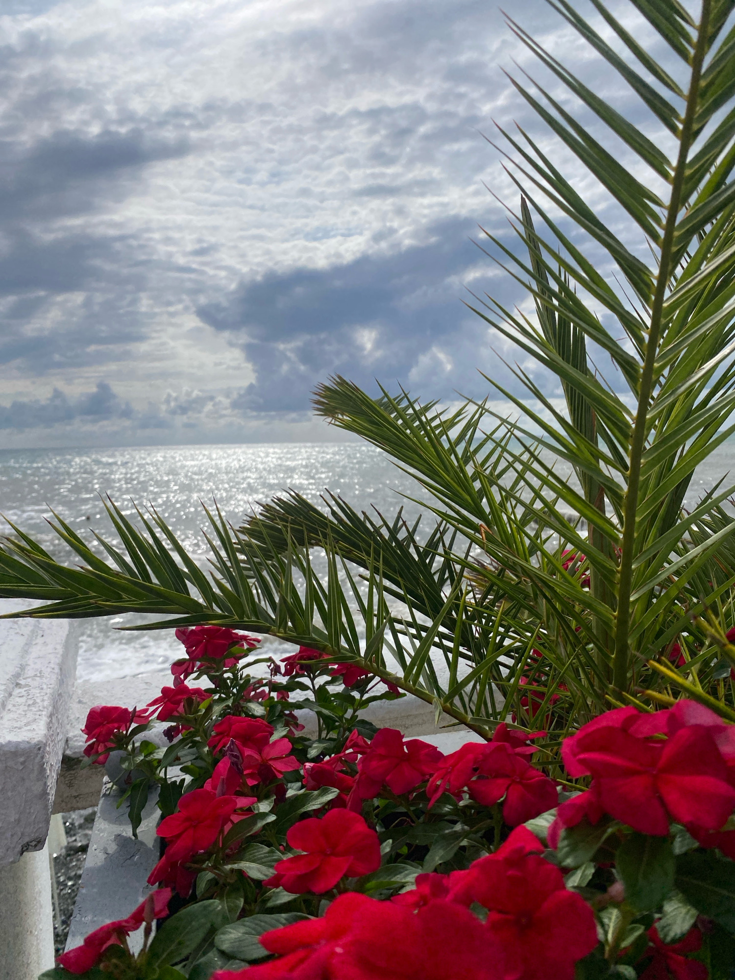 The image depicts a view of the sea from a vantage point that appears to be a balcony or a terrace, likely in Sochi, Russia, given the presence of palm fronds and the coastal setting. In the foreground, a planter box contains vibrant red impatiens flowers and lush green foliage. A palm frond extends into the upper right portion of the frame, with its sharp, pointed leaves creating a diagonal line against the sky.
The sea stretches out to the horizon, its surface shimmering with sunlight reflecting off the choppy water. The sky above is overcast, with dramatic clouds in shades of gray and white, suggesting a somewhat moody or changeable weather condition. The water appears to be in motion, with small waves breaking near the shore. A white, textured railing or wall is visible along the bottom left of the image, bordering the planter box. The overall impression is of a scenic, outdoor location, possibly a tourist spot or a private residence with a sea view. No people are visible in the frame.