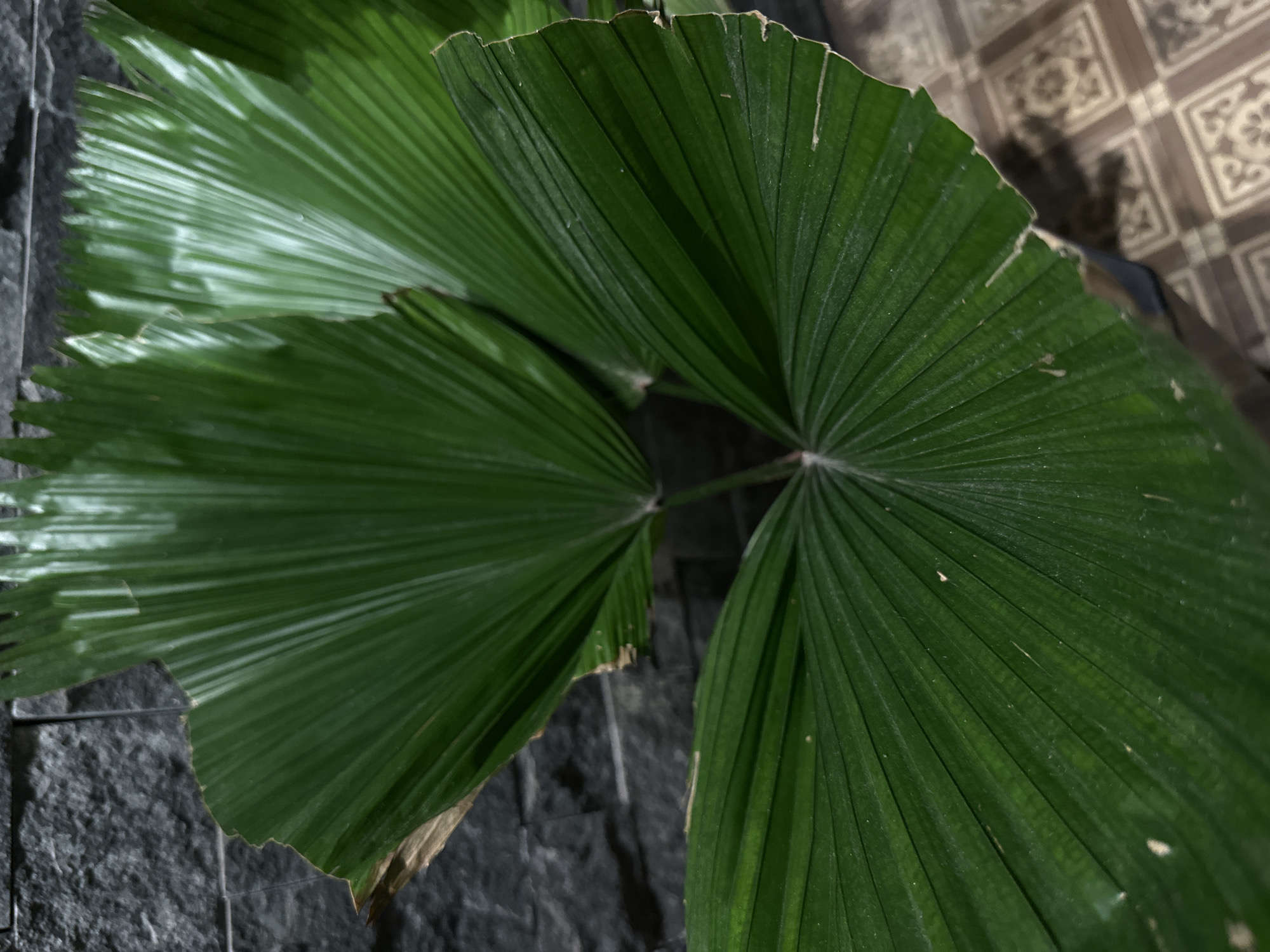 The image provides a close-up, downward-angled view of several large, dark green, fan-shaped palm leaves, likely from a tropical plant such as a licuala palm. The leaves feature prominent venation, with veins radiating outwards from their central stems, creating a ribbed and textured surface. Some leaf edges appear slightly torn or damaged, with minor brown discoloration on certain tips, indicating natural wear or slight dehydration.
The leaves dominate the foreground and midground, partially obscuring the background. To the left, a dark grey, textured surface resembling a stone wall or large, rough-cut stone tiles with visible grout lines serves as a backdrop. To the right and upper right, a lighter-toned, possibly beige or brown, tiled surface with a repeating geometric pattern (reminiscent of a floral or star-like motif) is visible, suggesting a floor or another wall. Shadows are cast across this patterned tiled surface.
The lighting highlights the glossy surfaces of the leaves, suggesting either an indoor setting with artificial light or a shaded outdoor area with filtered daylight. There are no people or specific activities depicted. The scene is a still life, focusing on the botanical details within an architectural context, consistent with a tropical environment like Nha Trang Ward, Vietnam. No visible text is present in the image.