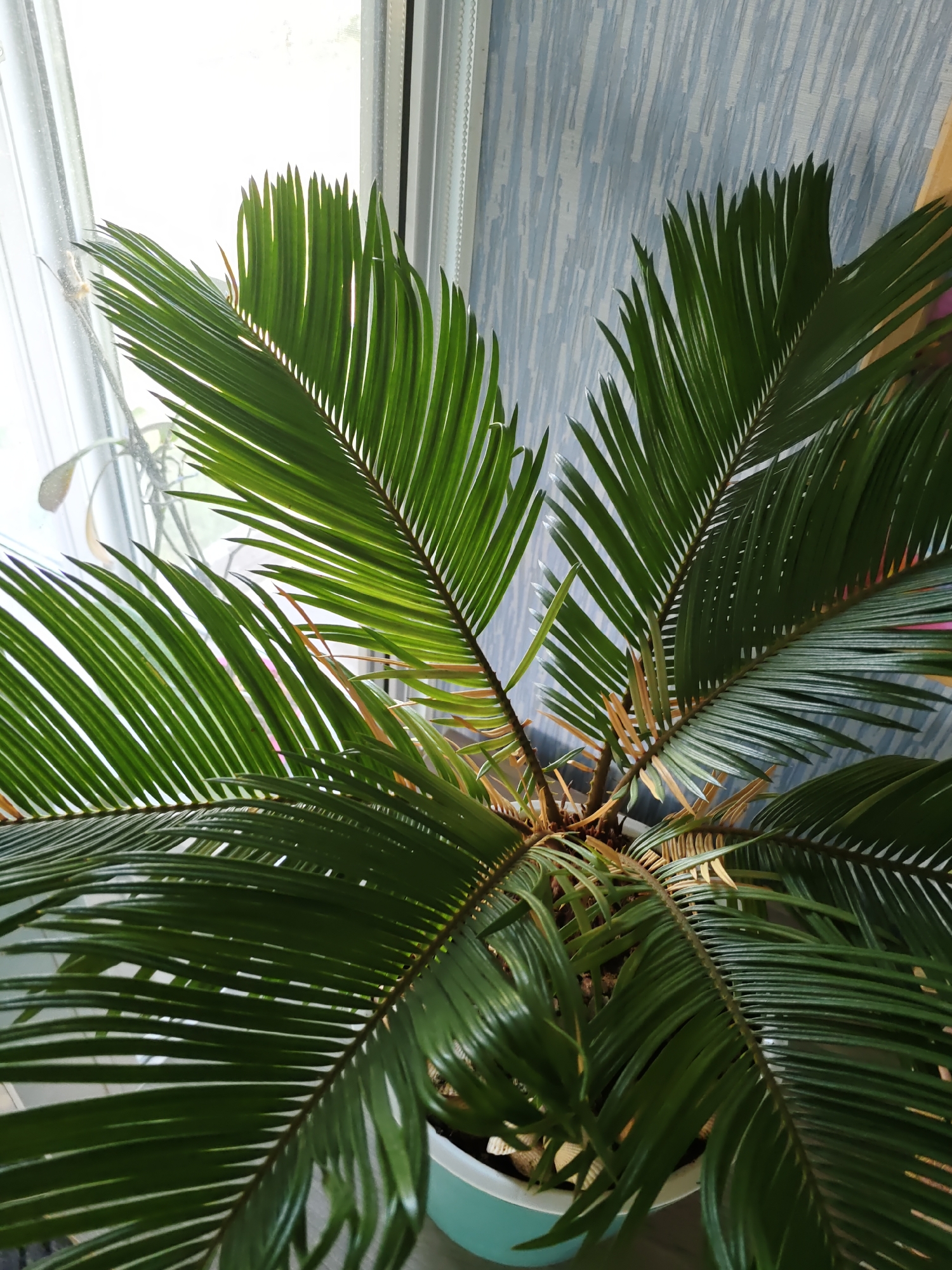 A close-up, eye-level shot shows a potted sago palm plant with lush, dark green fronds. The fronds are feathery with many thin, pointed leaflets emerging from a central stem, some catching the light and appearing translucent. The plant is in a light teal pot and sits in front of a window with sheer white curtains. Behind the plant, a light blue and white textured wallpaper is visible. The overall setting suggests an indoor environment, likely a home or office, with natural light filtering in from the window. No people are present in the image, and no specific details indicate a location within Rostov-on-Don, Russia.