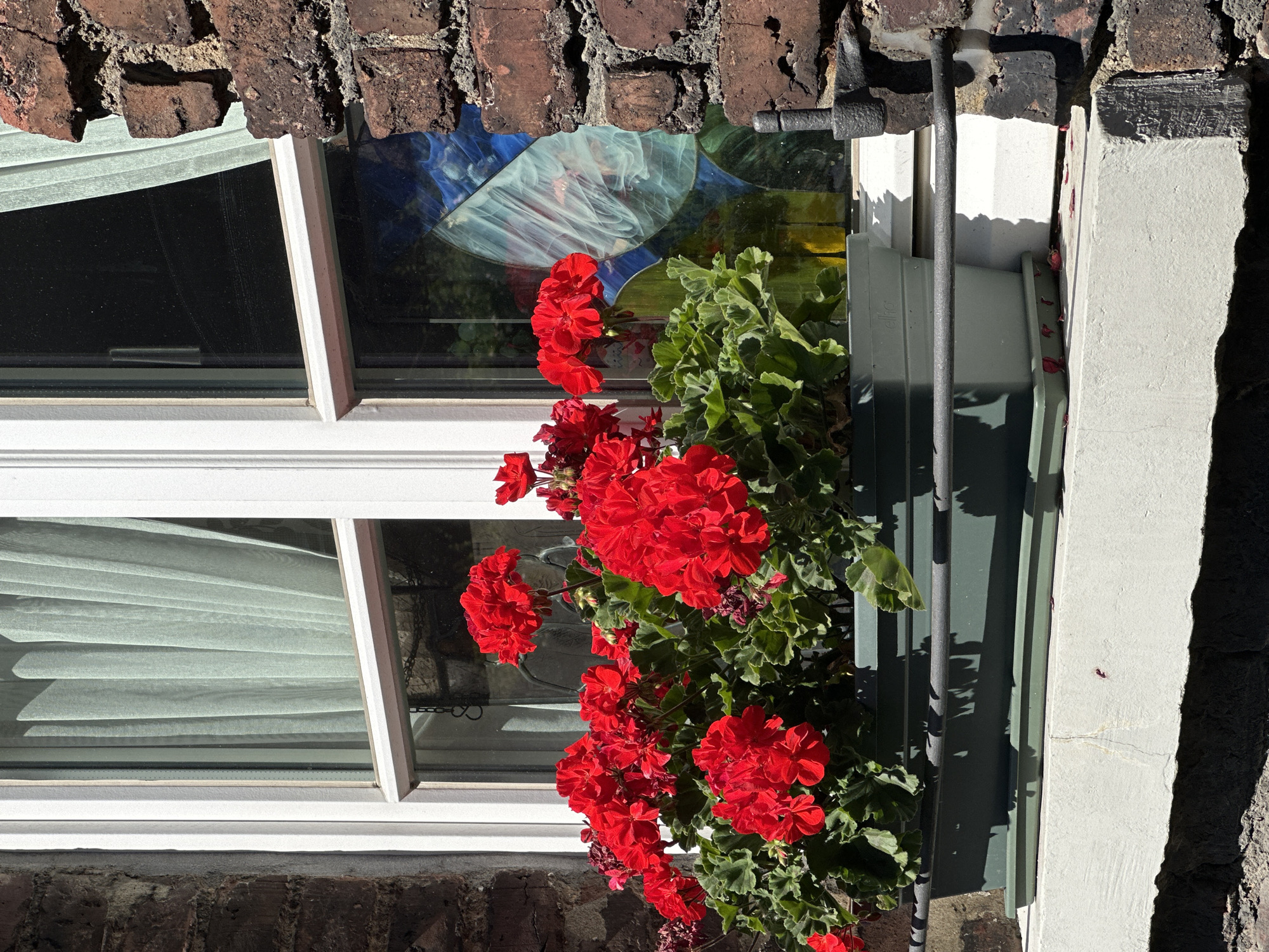 This is a close-up, vertically oriented, outdoor shot of a window box filled with bright red geraniums. The window box is mounted on a building with a weathered brick facade and a white-painted lower section. The red flowers and green foliage are in sharp focus, with the background showing a window with a stained-glass insert featuring blue and white swirling patterns. To the left of the window, sheer white curtains are visible behind the glass. A dark metal rod runs vertically along the right side of the window box, casting a shadow on the building's wall. The scene is illuminated by bright sunlight, suggesting it is daytime, and the shadows indicate a sunny day. There is no visible text in the image. The setting appears to be residential, possibly in Krefeld, Germany, given the context. The overall impression is one of vibrant natural beauty against an urban backdrop.