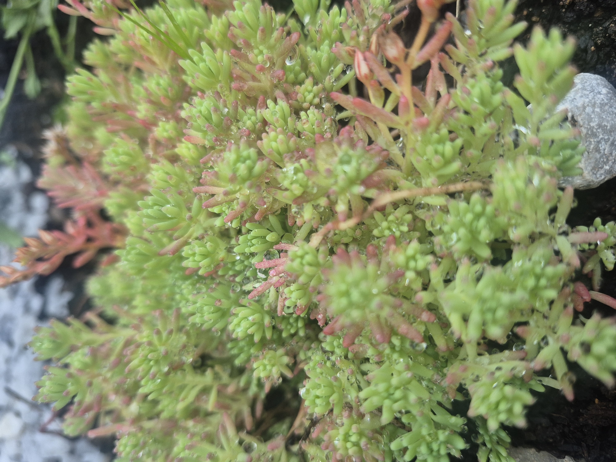 The image is a close-up, macro shot of a patch of small, succulent plants, possibly a type of Sedum, in a garden setting. The plants have a vibrant green color with many of the tips of the leaves showing a pinkish-red hue. Tiny water droplets are visible on the leaves, suggesting recent rain or watering. The background is blurred, with hints of gray stone or gravel and dark soil, indicating an outdoor environment. There are no people or animals present in the image. The location is specified as Chaikovsky, Russia.