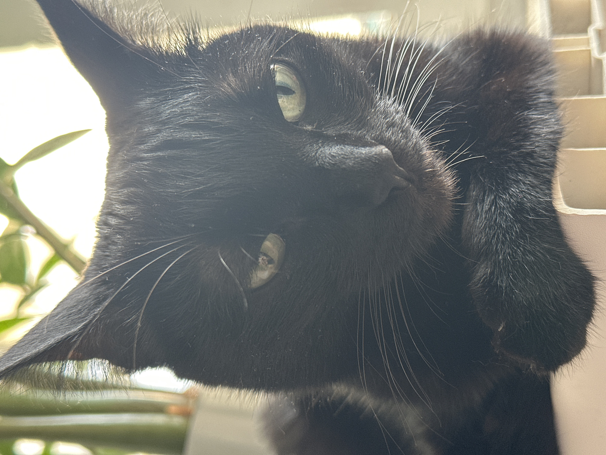 A close-up shot depicts a black cat with green eyes, lying on its side. The cat's paw is near its face, and its whiskers are prominently visible. The background includes a plant with green leaves and a window with bright light. The location is not specified.