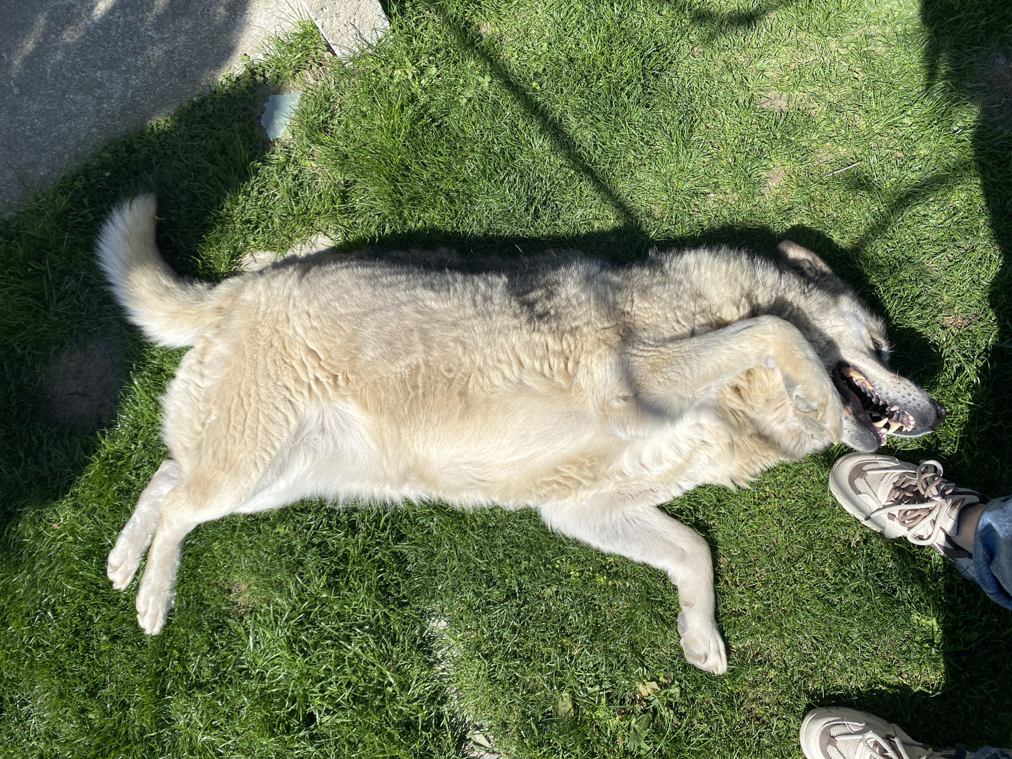 A tan-colored dog lies on its back in a patch of green grass. Its mouth is open, and its paws are curled up. A person wearing jeans and beige tennis shoes stands near the dog's head. Part of a concrete slab is visible in the upper left corner. It is daytime, and the scene is illuminated by sunlight. The location is Bratia Kunchevi, Bulgaria.