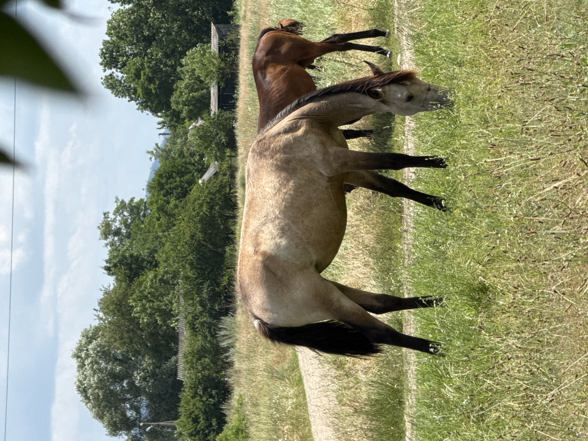 Two horses are grazing in a grassy field. The horse in the foreground is light brown with a dark mane and tail. The horse in the background is darker brown. The field is overgrown with tall grass and wildflowers. In the background, there are trees and some buildings. The sky is blue with scattered clouds. The image appears to be taken on a sunny day. The location is Zassovskaya, Russia.