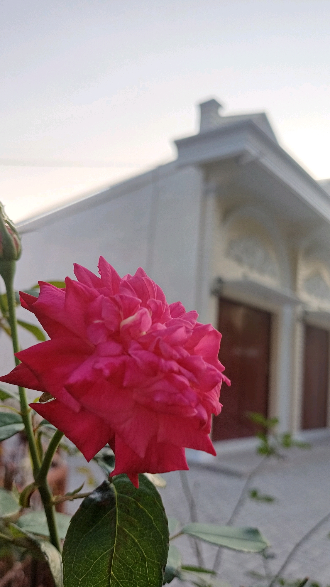 In Jampirejo, Indonesia, a close-up shot focuses on a vibrant pink rose in the foreground, its petals unfurling in intricate layers. To the left of the rose, a tightly closed bud on a green stem suggests future blooms. The rose's stem is adorned with dark green leaves, one prominently positioned below the main flower, displaying a detailed veined pattern. In the background, a white building with arched doorways and decorative architectural elements is visible. The sky above is a pale, hazy blue. The scene appears to be outdoors, with a shallow depth of field blurring the background to emphasize the rose.