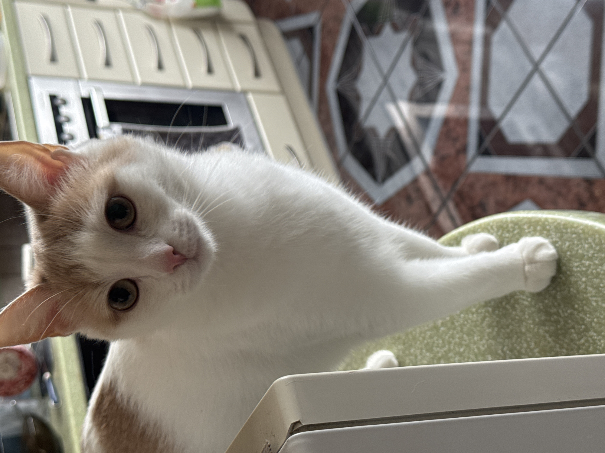 The image shows a close-up of a white cat with ginger markings on its head and body. The cat is looking directly at the camera with wide, curious eyes. Its left paw is resting on a textured, light green surface, possibly a chair or cushion. The background is blurred, but appears to be a domestic setting with kitchen cabinets and patterned tiles visible. The lighting suggests it could be daytime, possibly indoors. The cat's expression is alert and engaged, conveying a sense of curiosity or interest. No visible text is present in the image. The location context is Moscow, Russia.