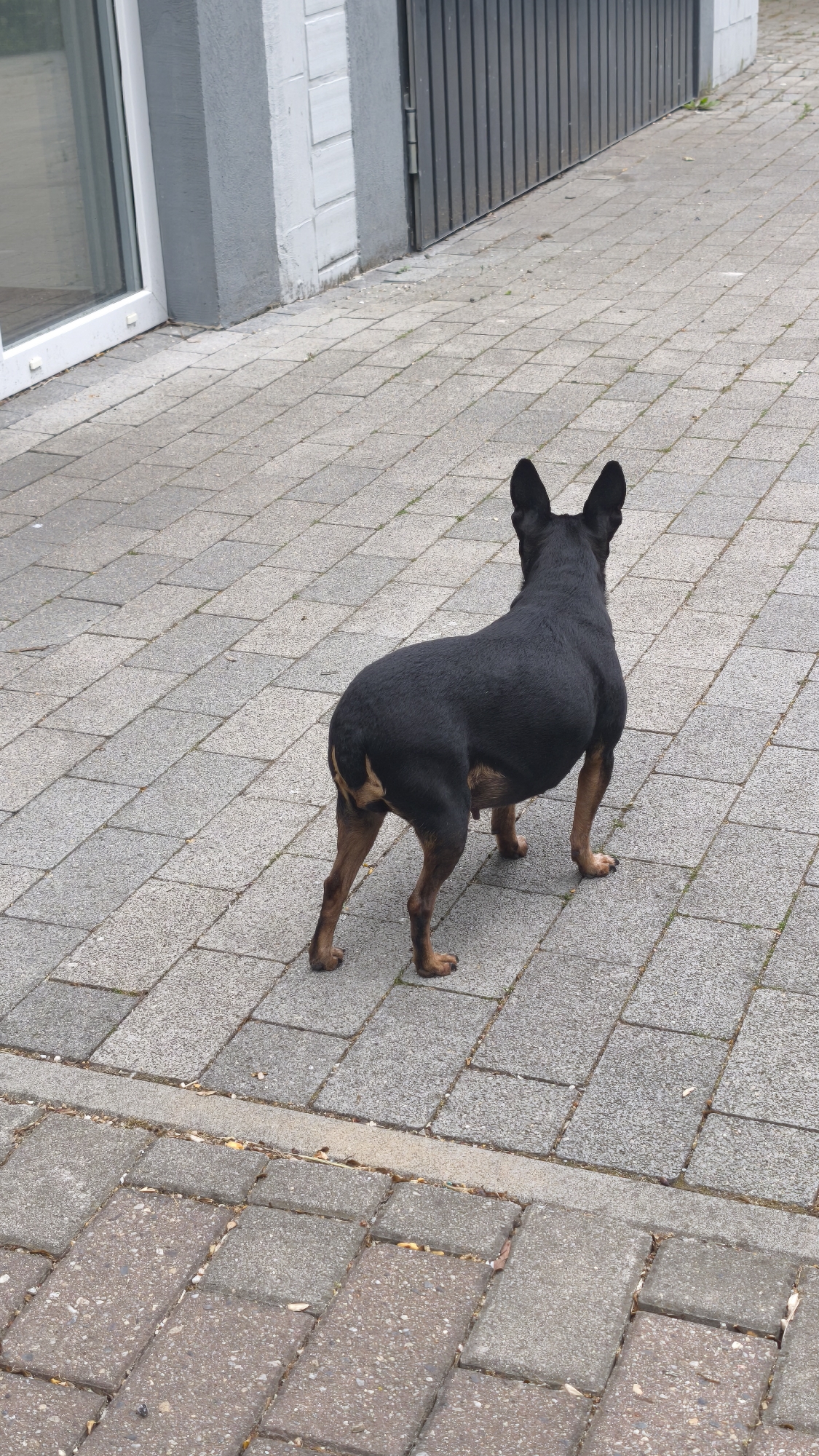 A black and brown dog stands on a paved surface of gray rectangular stones. Behind the dog is a light gray wall with vertical indentations. A gray door is to the right of the wall. The dog is facing away from the viewer.
