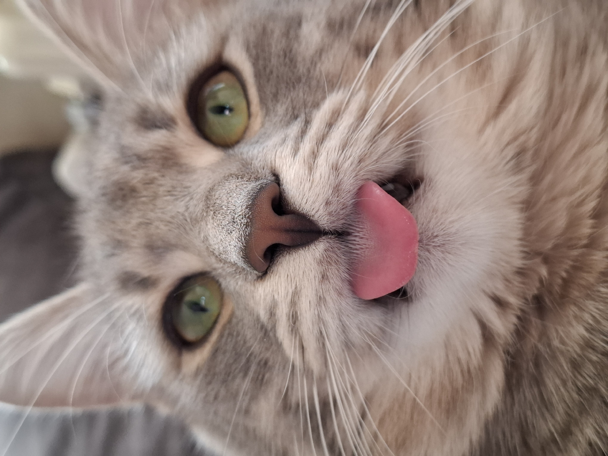 This close-up portrait captures the face of a domestic cat with a charmingly quirky expression. The cat has striking green eyes with vertical pupils and soft, light brown and grey tabby fur, showing subtle darker stripes across its forehead and cheeks. Its small, dark pink nose is centrally featured. A bright pink tongue is extended and slightly curled, emerging from the side of its mouth, suggesting it is mid-lick or displaying a relaxed "blep." Numerous long, fine white whiskers fan out from its muzzle.
The cat's head is tilted, and it appears to be looking directly or slightly upwards towards the camera, conveying a sense of curiosity or playfulness. The background is softly blurred and out of focus, indicating a very shallow depth of field, likely from a close-up shot indoors. The muted colors and indistinct shapes in the background suggest furnishings or a wall, but no specific details are discernible. The lighting appears natural and gentle, highlighting the cat's fur and features. No human subjects or objects are visible beyond the cat's face. The image is devoid of any visible text. This candid moment takes place in Novi Sad, Serbia.