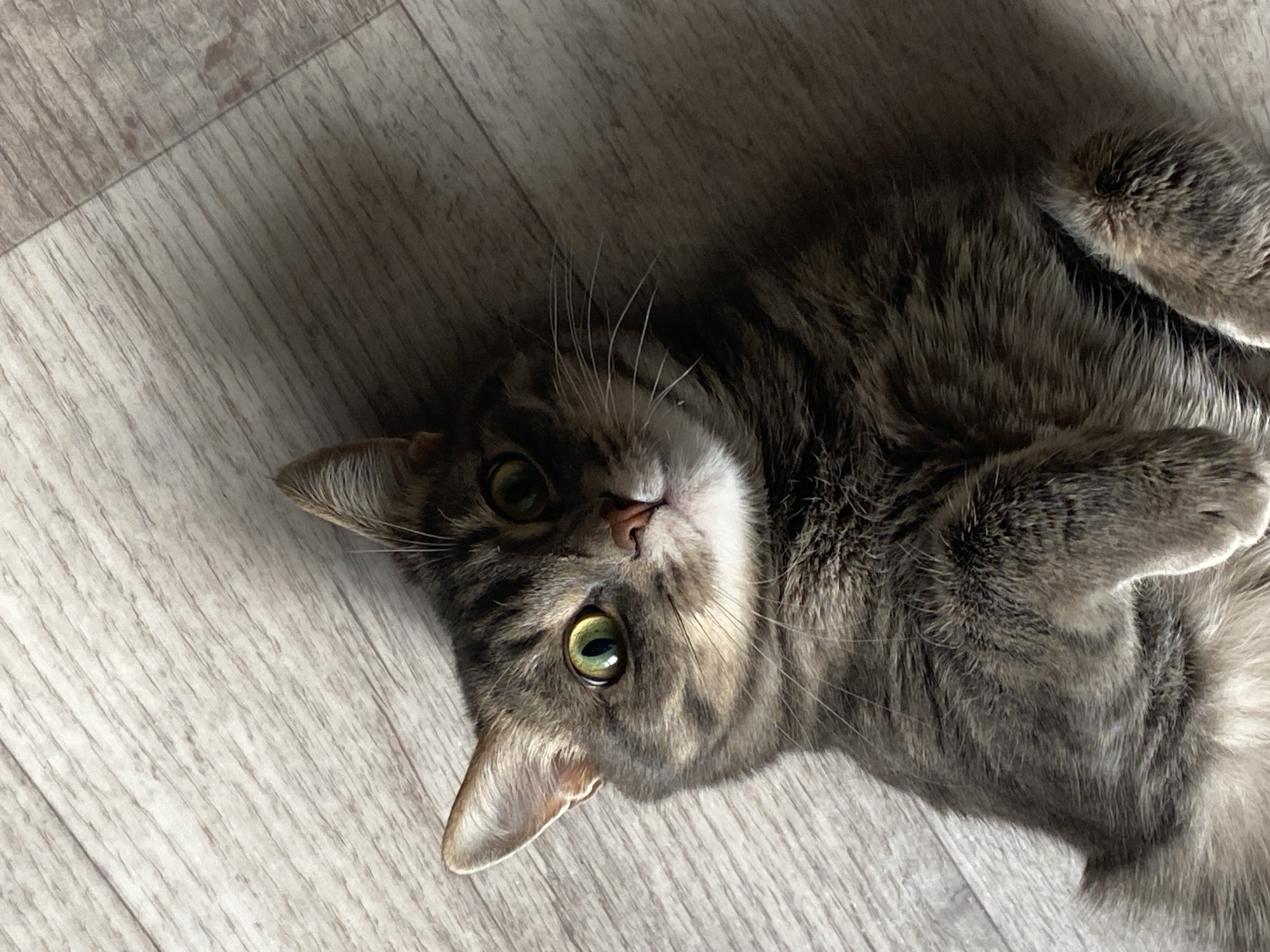 An overhead shot shows a tabby cat lying on a wooden floor. The cat has green eyes and is looking up at the camera. The floor is light brown with a wood grain pattern. The cat's fur is a mixture of gray, black, and brown. The cat's paws are tucked up towards its chest. The scene is indoors, and the lighting suggests it may be daytime. There are no people or other animals visible in the image. The location in the city of Марковский, Russia, cannot be determined from the image alone.